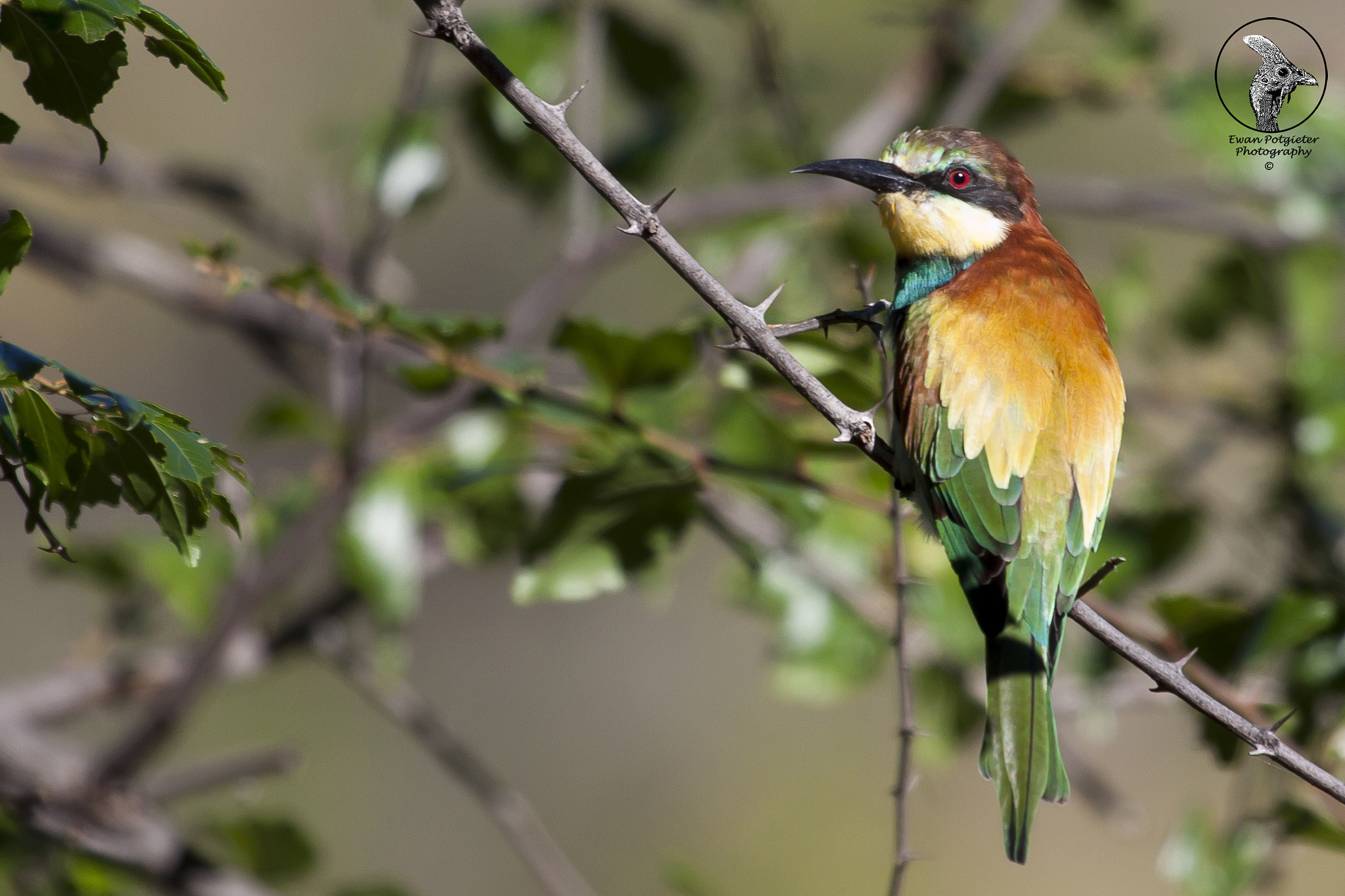 Canon EF 100-400mm F4.5-5.6L IS USM sample photo. Bee eater photography