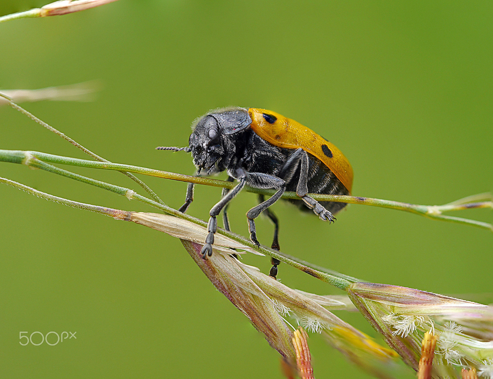 Olympus M.Zuiko Digital ED 60mm F2.8 Macro sample photo. Beetlemania photography