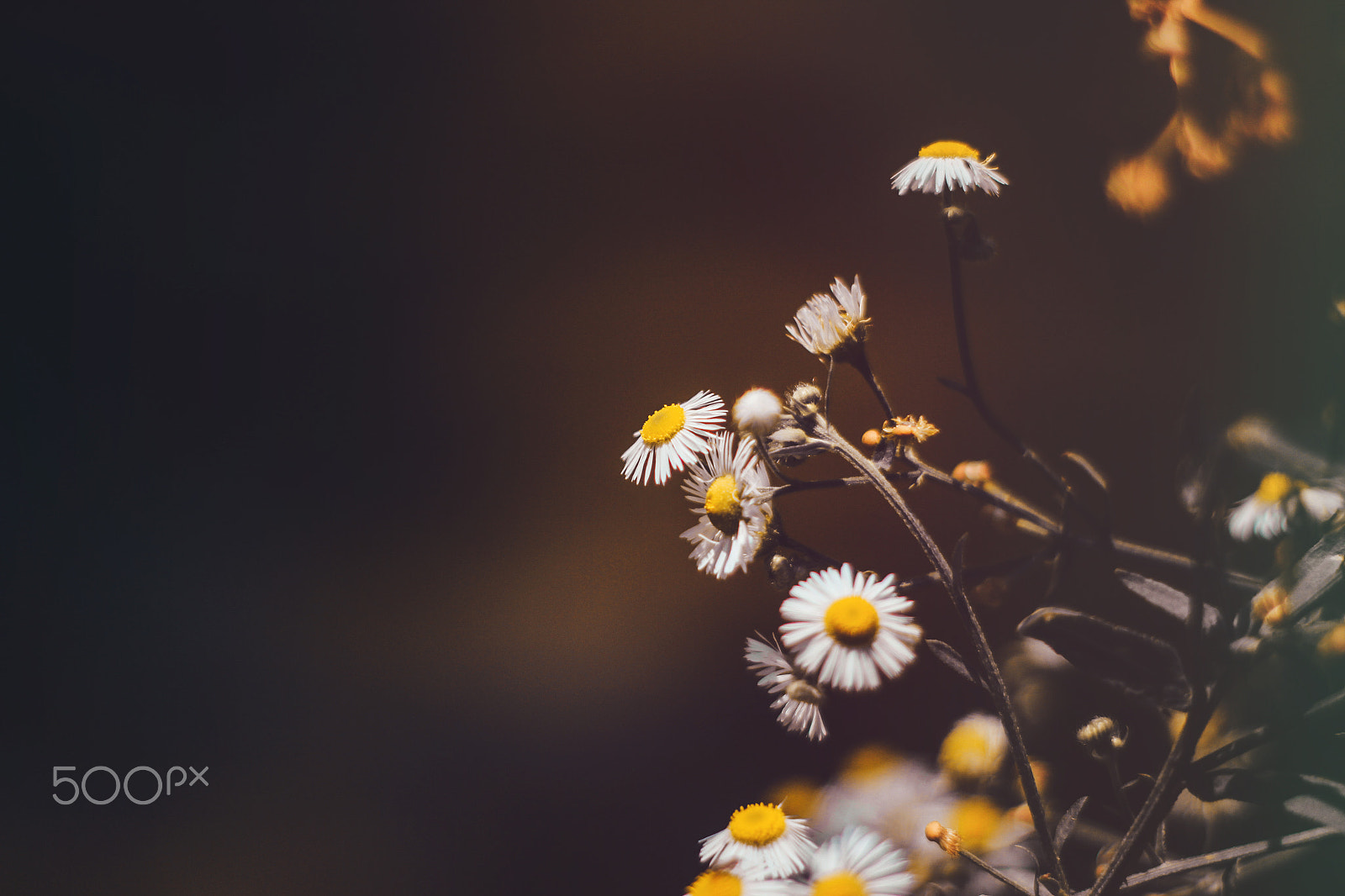 Canon EOS 60D + Canon EF 50mm f/1.8 sample photo. White & yellow photography