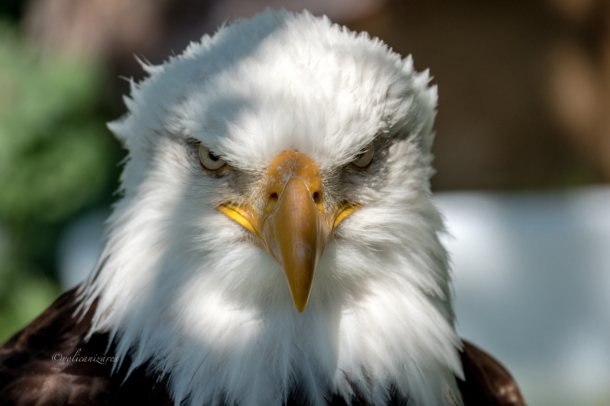 Panasonic Lumix DMC-GH4 sample photo. Águila americana photography