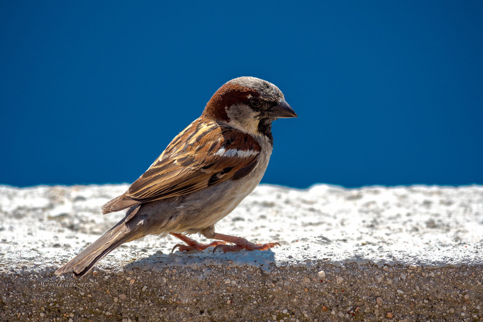 Panasonic Lumix DMC-GH4 sample photo. Sparrow photography