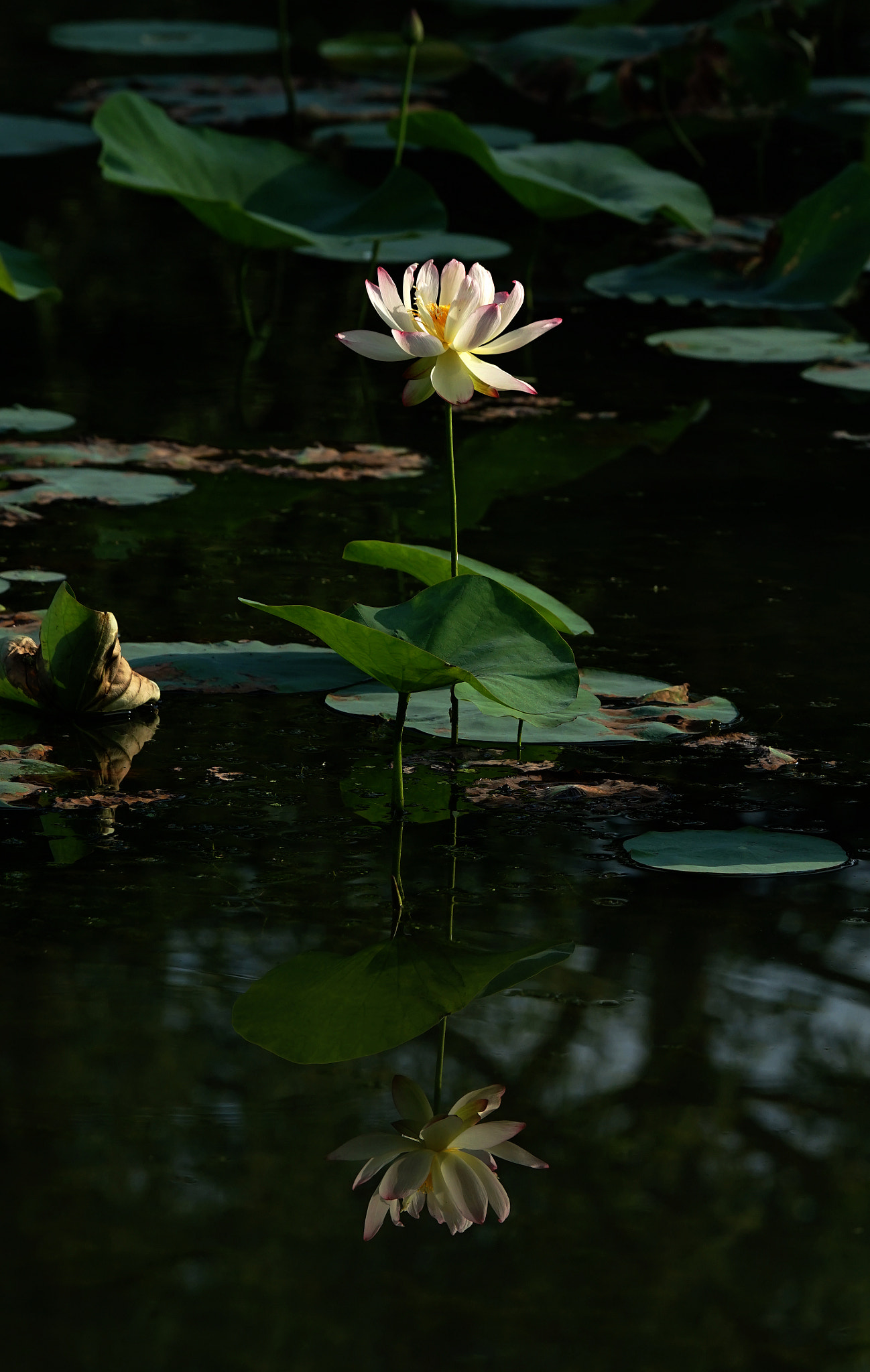 Sony 70-400mm F4-5.6 G SSM II sample photo. My shadow photography