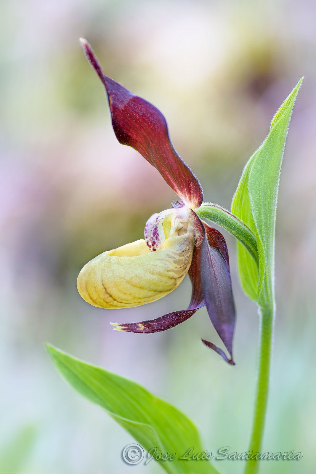 Nikon D300S sample photo. Orchid photography