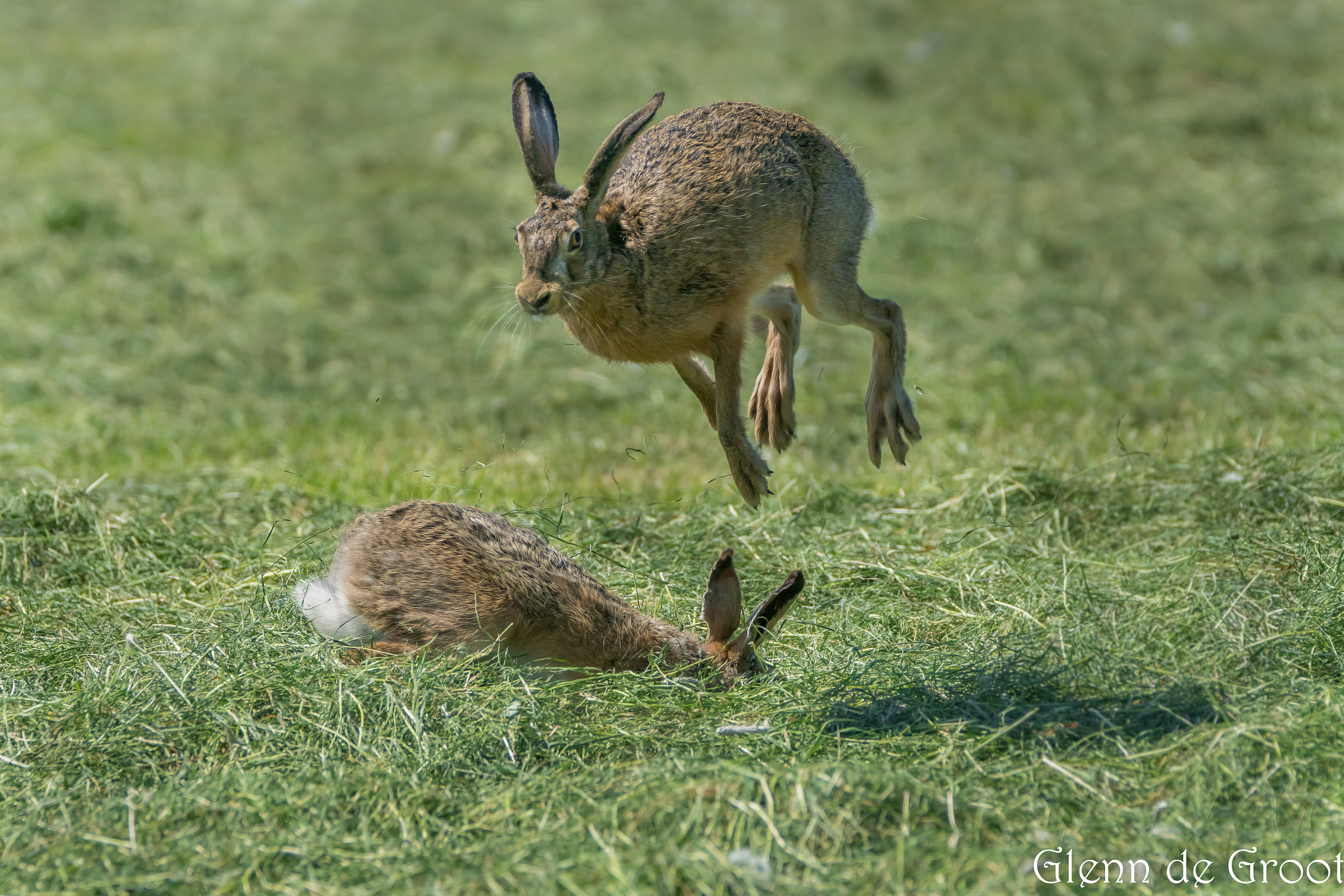 Sony ILCA-77M2 + Sony 70-400mm F4-5.6 G SSM sample photo. Jump! photography
