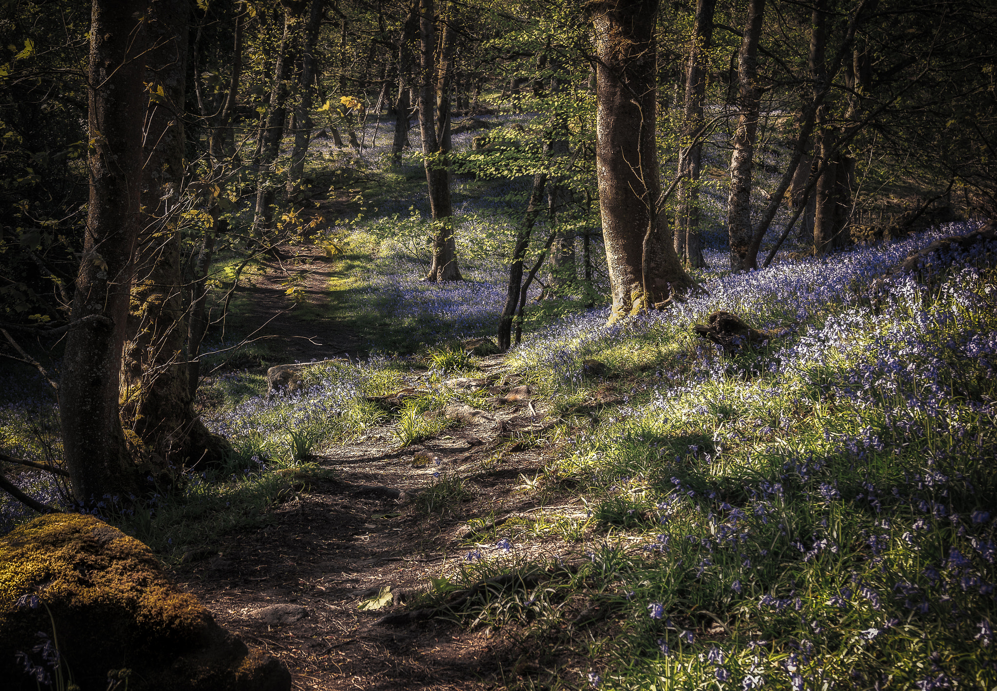 Canon EOS 550D (EOS Rebel T2i / EOS Kiss X4) sample photo. Walk among the bluebells photography