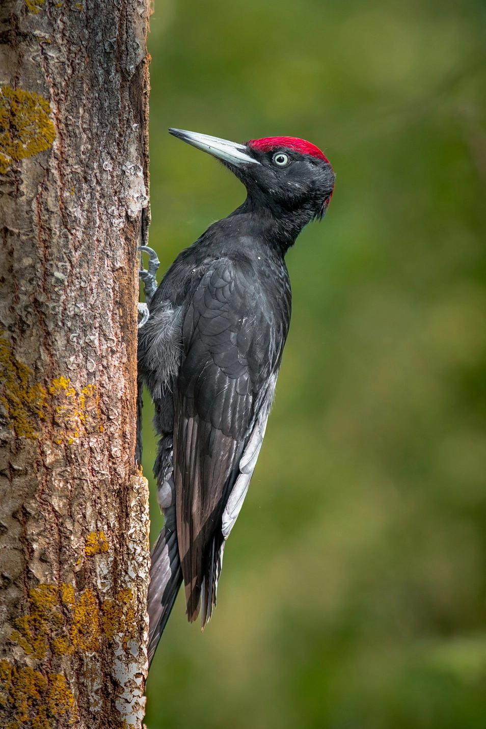 Canon EOS 70D + Canon EF 300mm F4L IS USM sample photo. Dryocopus martius photography