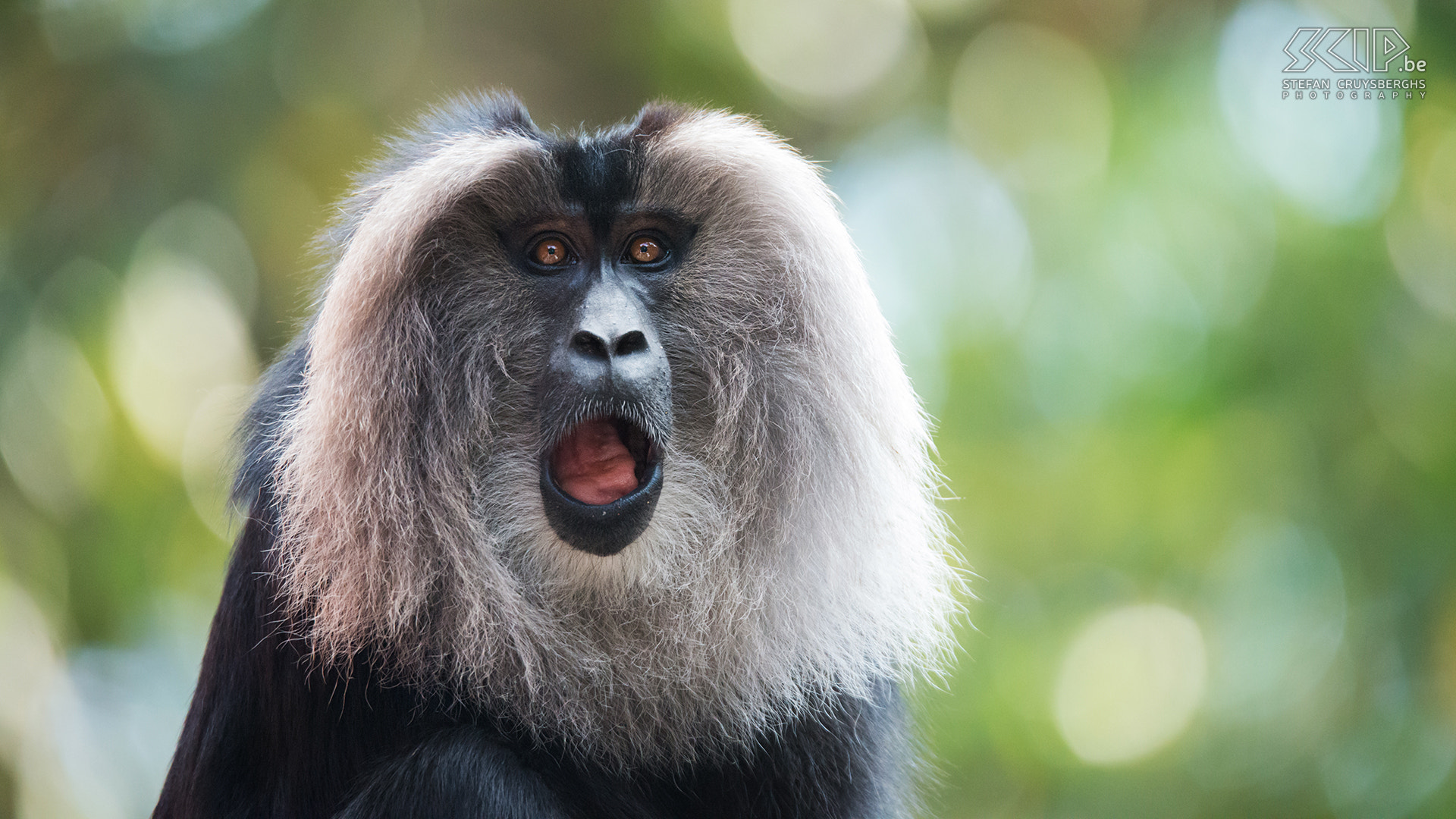 Sigma 150-600mm F5-6.3 DG OS HSM | S sample photo. Lion-tailed macaque photography