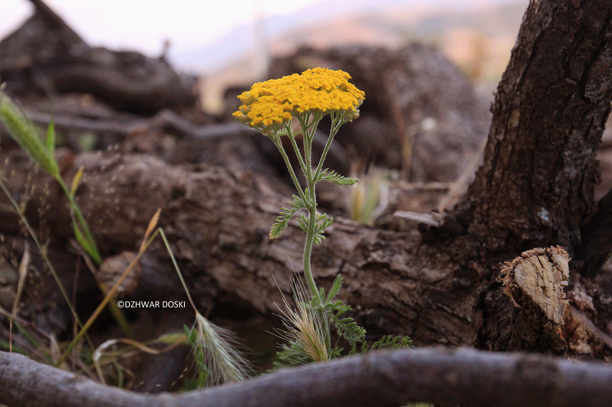 Canon EOS 650D (EOS Rebel T4i / EOS Kiss X6i) + Canon EF 16-35mm F4L IS USM sample photo. This photo has been taken in a village called talan in kurdistan region-iraq photography