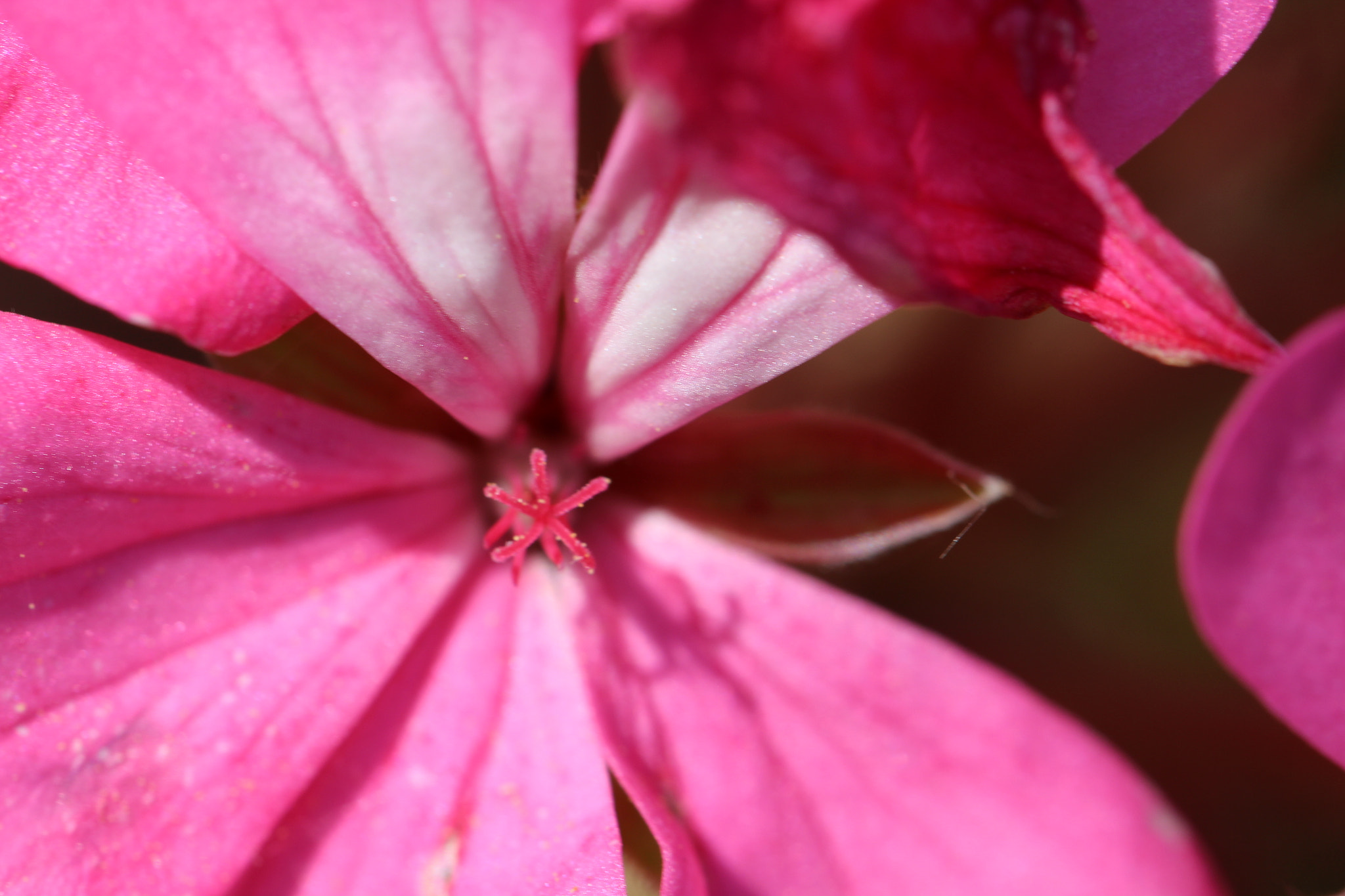 Canon EOS 650D (EOS Rebel T4i / EOS Kiss X6i) + Canon EF 100mm F2.8L Macro IS USM sample photo. Five sear centre, pink photography