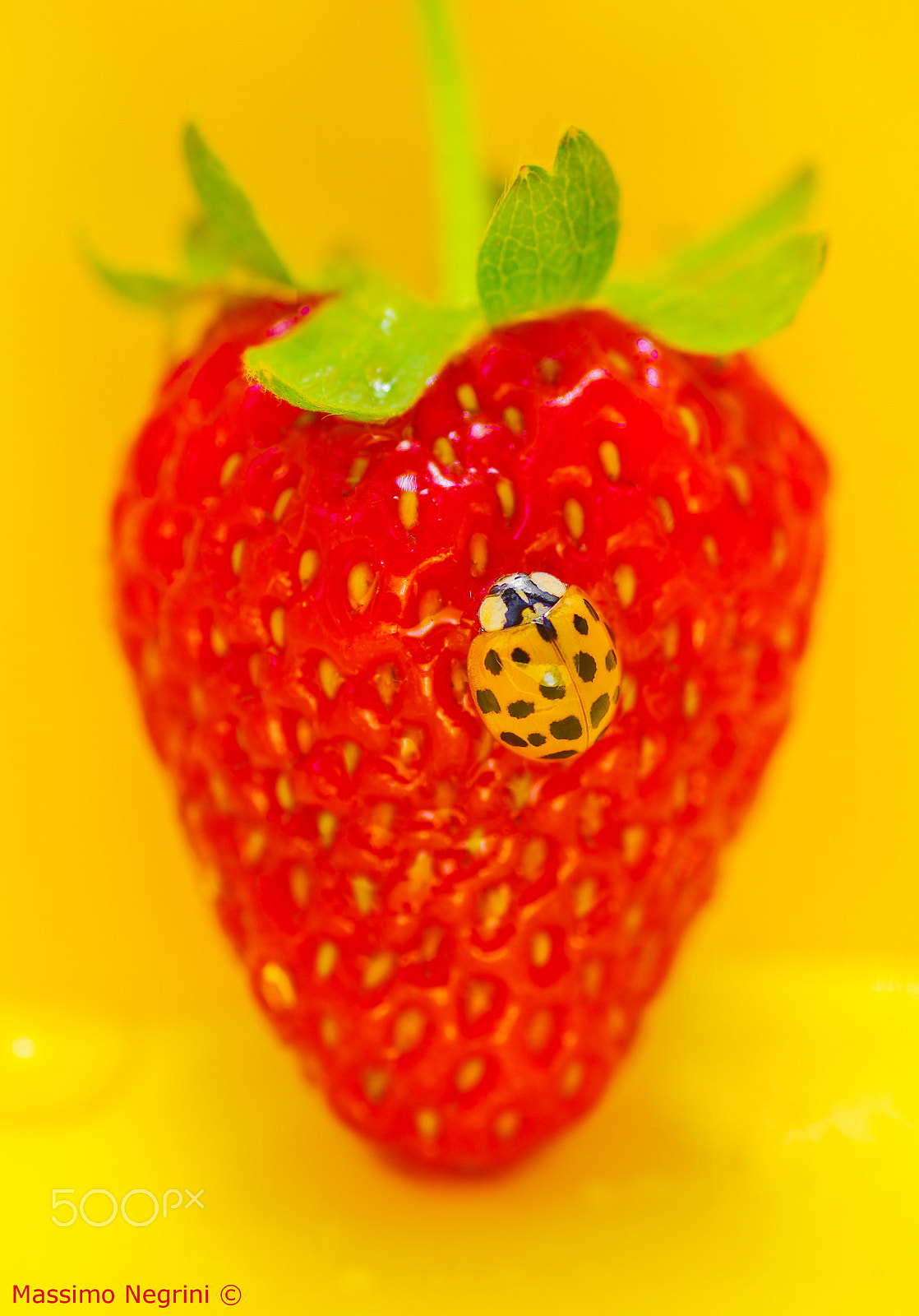 Tamron SP AF 90mm F2.8 Di Macro sample photo. テントウムシ ♡ photography