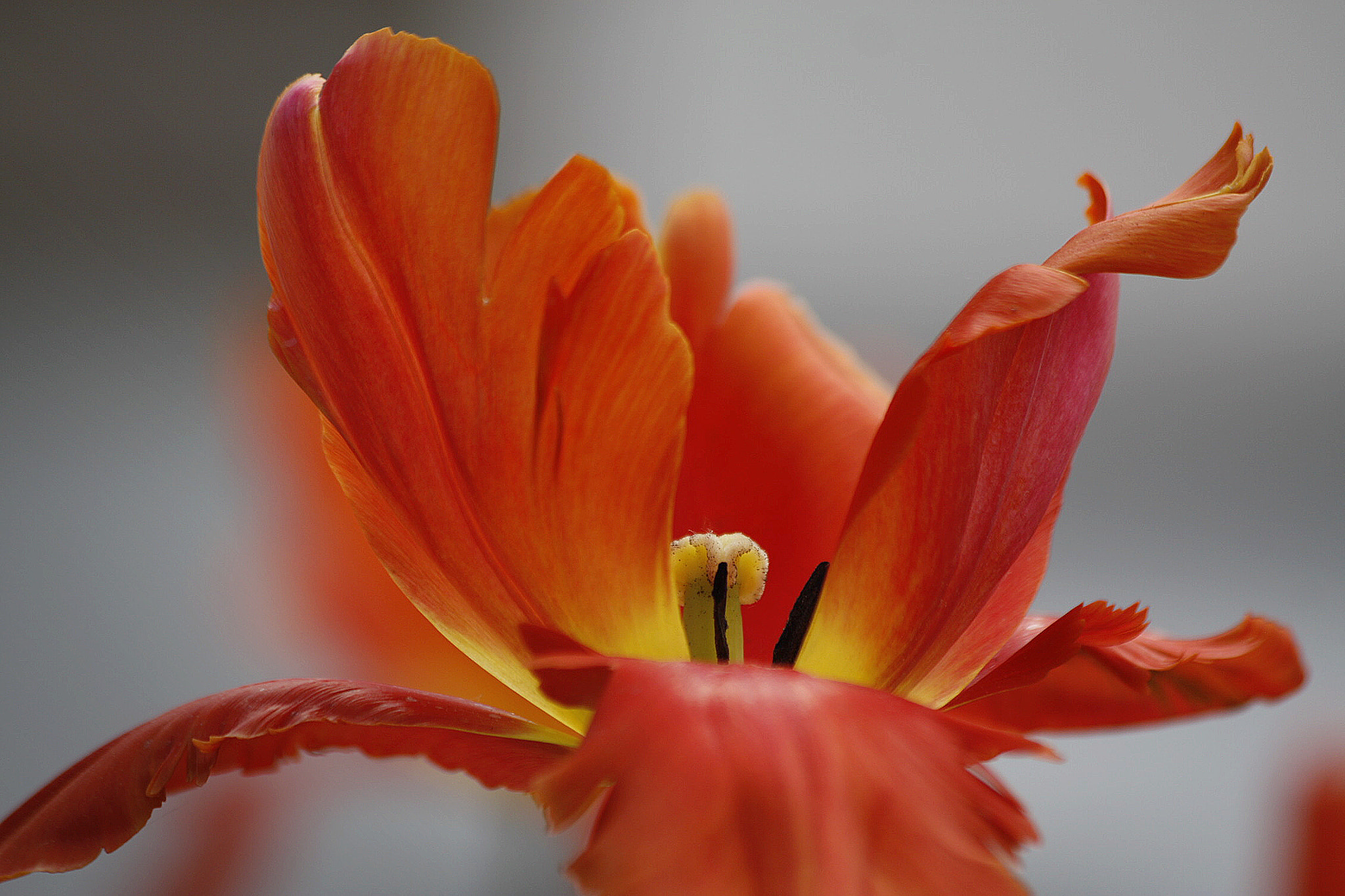 Canon EF 70-300mm F4-5.6 IS USM sample photo. Tulip 1 photography