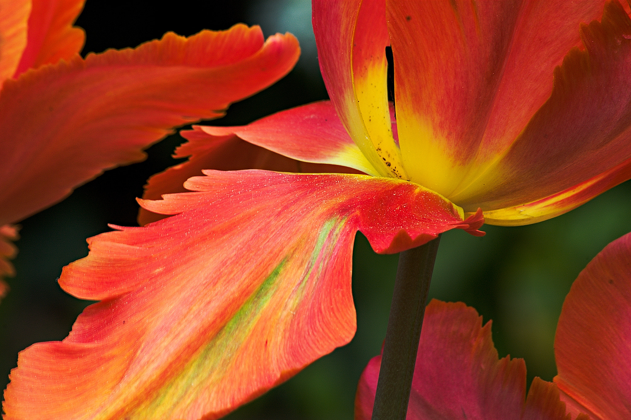 Canon EF 70-300mm F4-5.6 IS USM sample photo. Tulip 2 photography