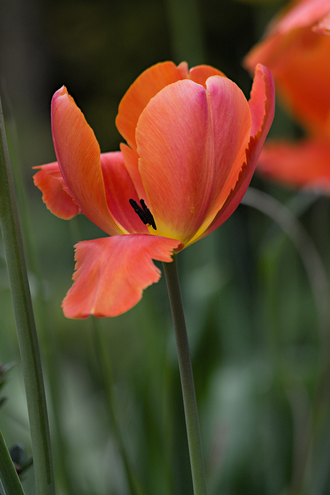 Canon EF 70-300mm F4-5.6 IS USM sample photo. Tulip 3 photography