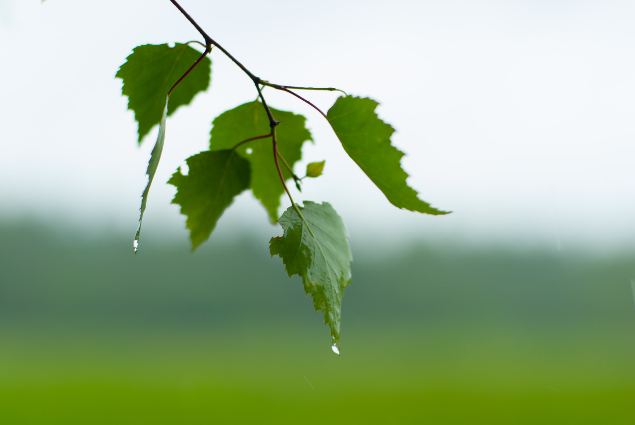 Nikon D200 + Nikon AF Nikkor 50mm F1.4D sample photo. Дождливое утро photography