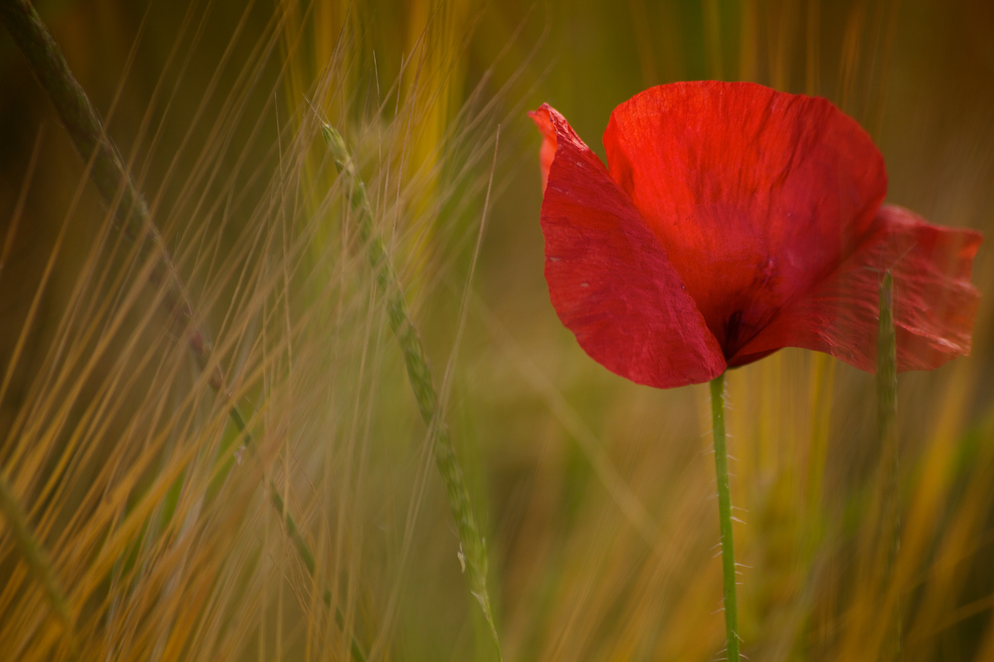 Sigma 70-300mm F4-5.6 APO DG Macro sample photo. Light my fire photography