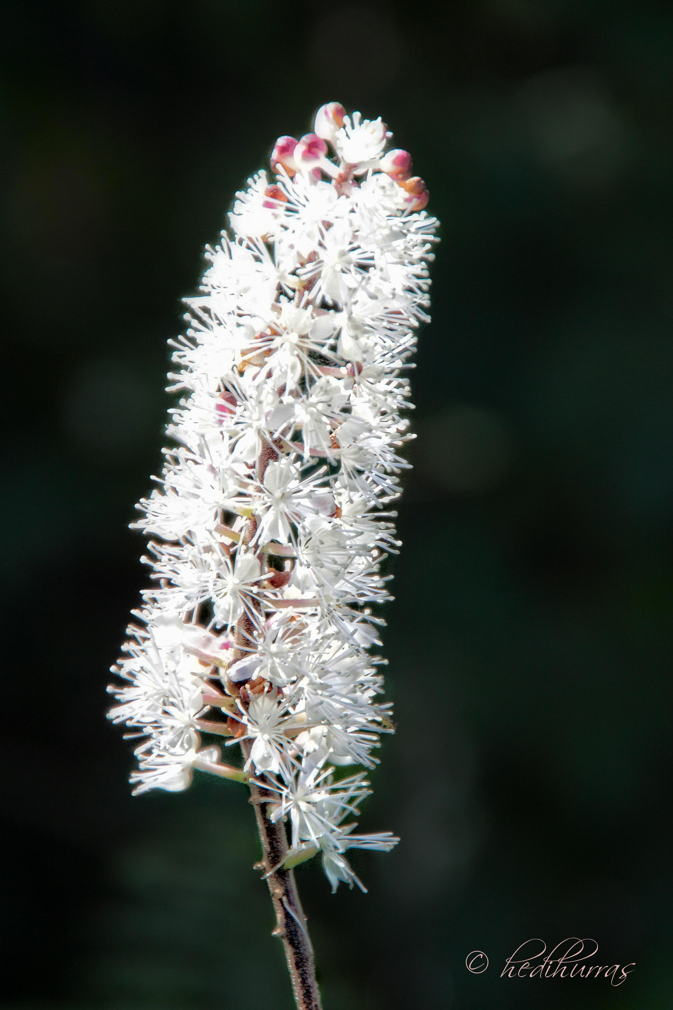 Canon EOS 500D (EOS Rebel T1i / EOS Kiss X3) sample photo. Trauben-silberkerze (actaea racemosa, syn.: cimici photography