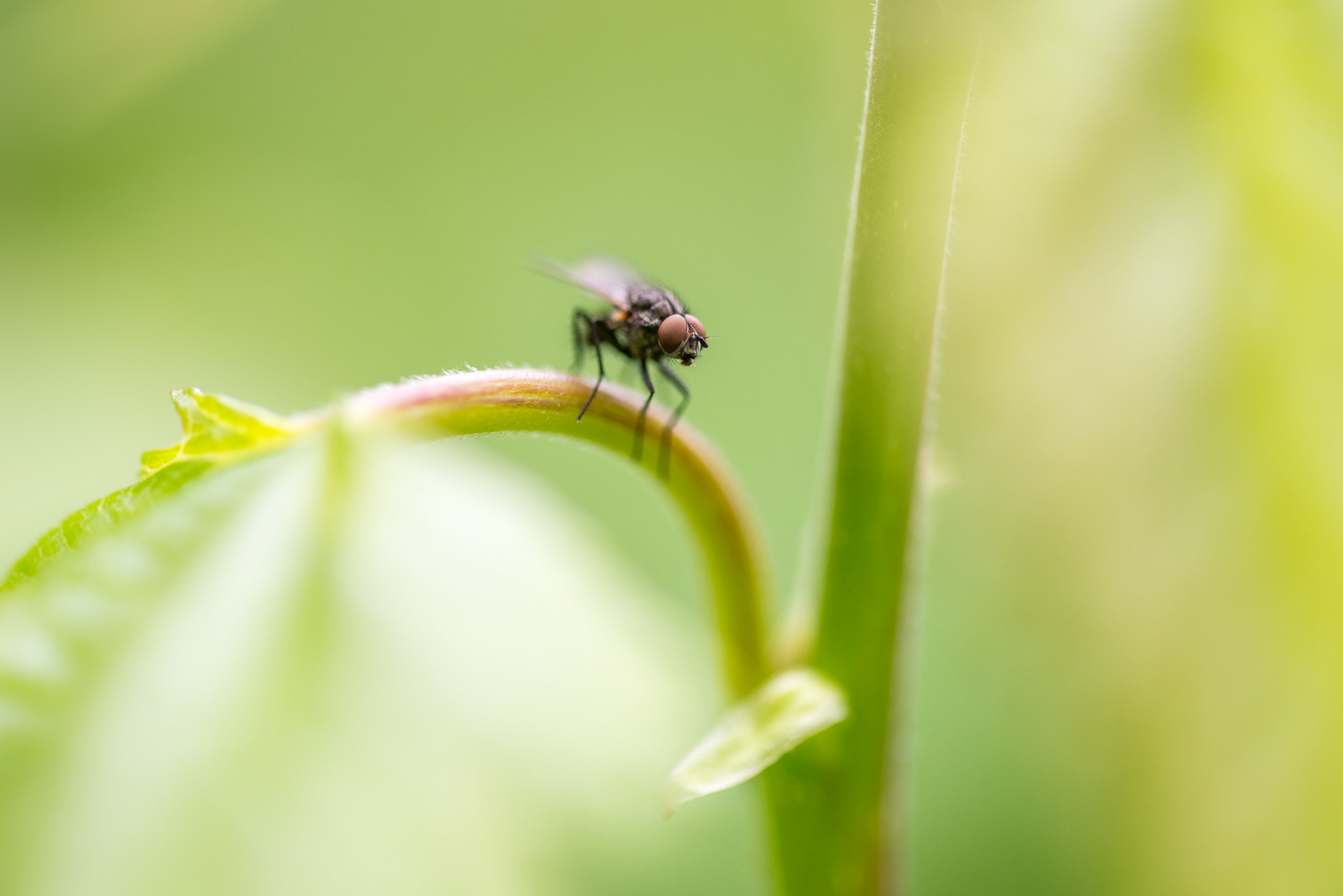 Sigma 105mm F2.8 EX DG OS HSM sample photo. Le grand saut photography