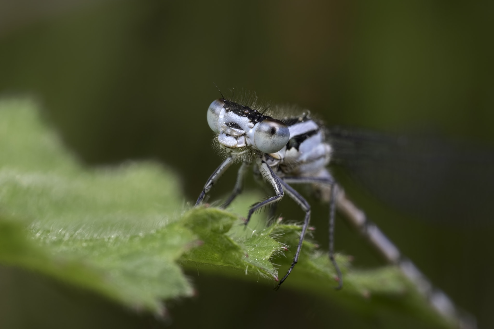 Canon MP-E 65mm F2.5 1-5x Macro Photo sample photo. Common blue photography