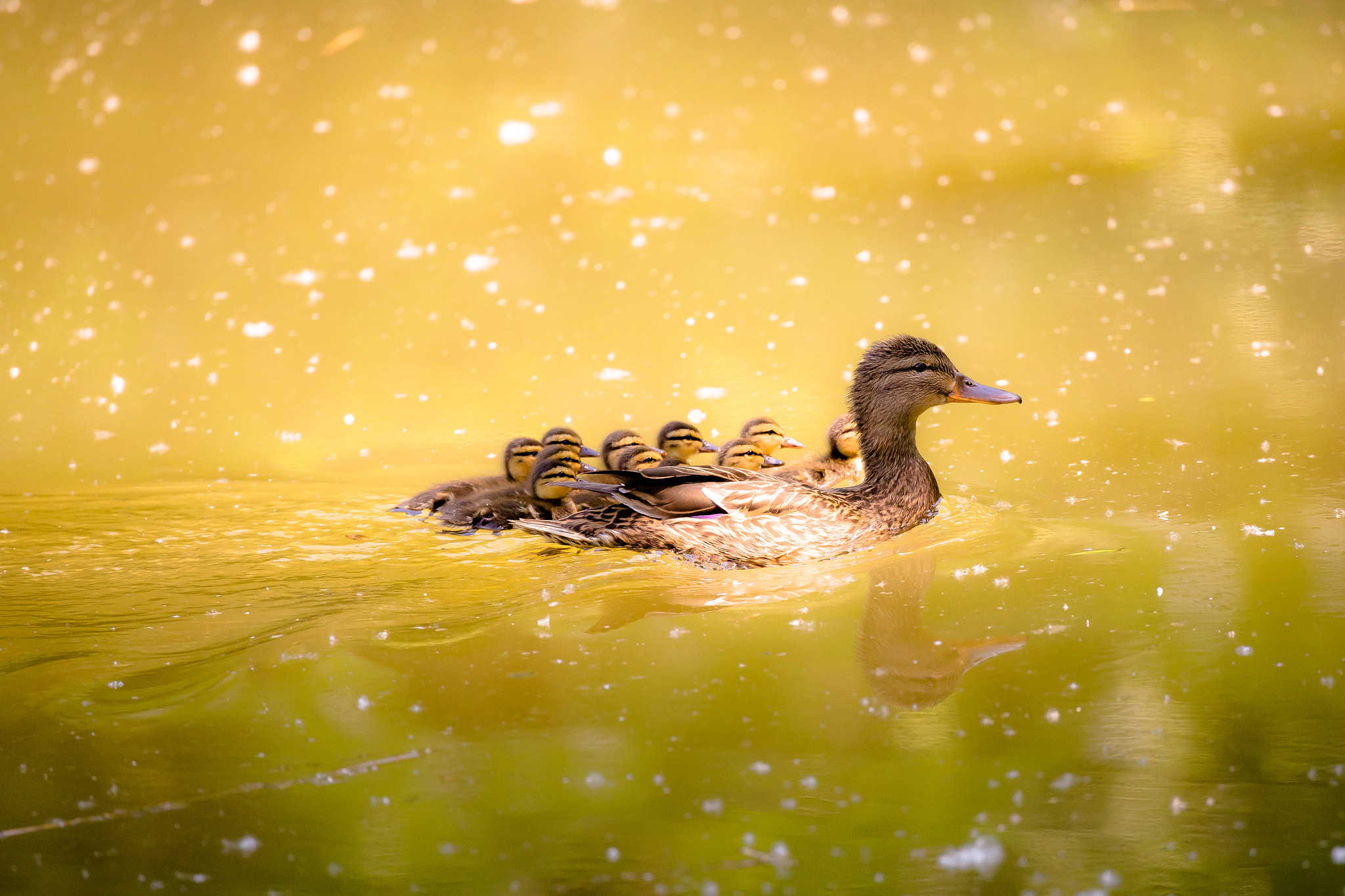 Nikon D600 sample photo. Ducks photography