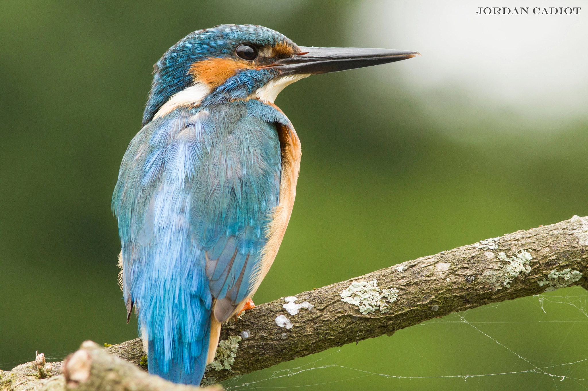 Canon EF 300mm F4L IS USM sample photo. Kingfisher photography