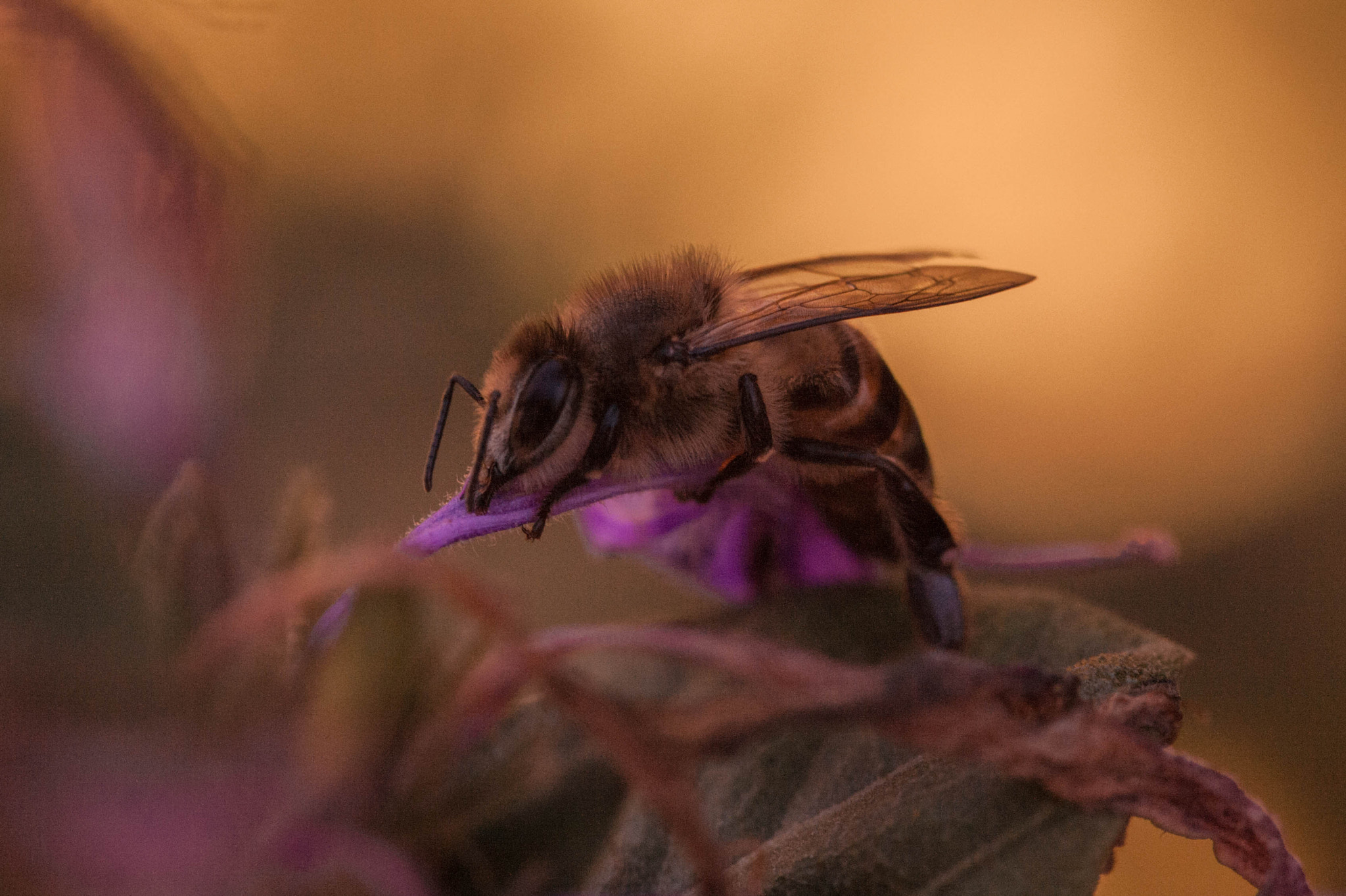 Canon EF 100mm F2.8 Macro USM sample photo. Autumn photography