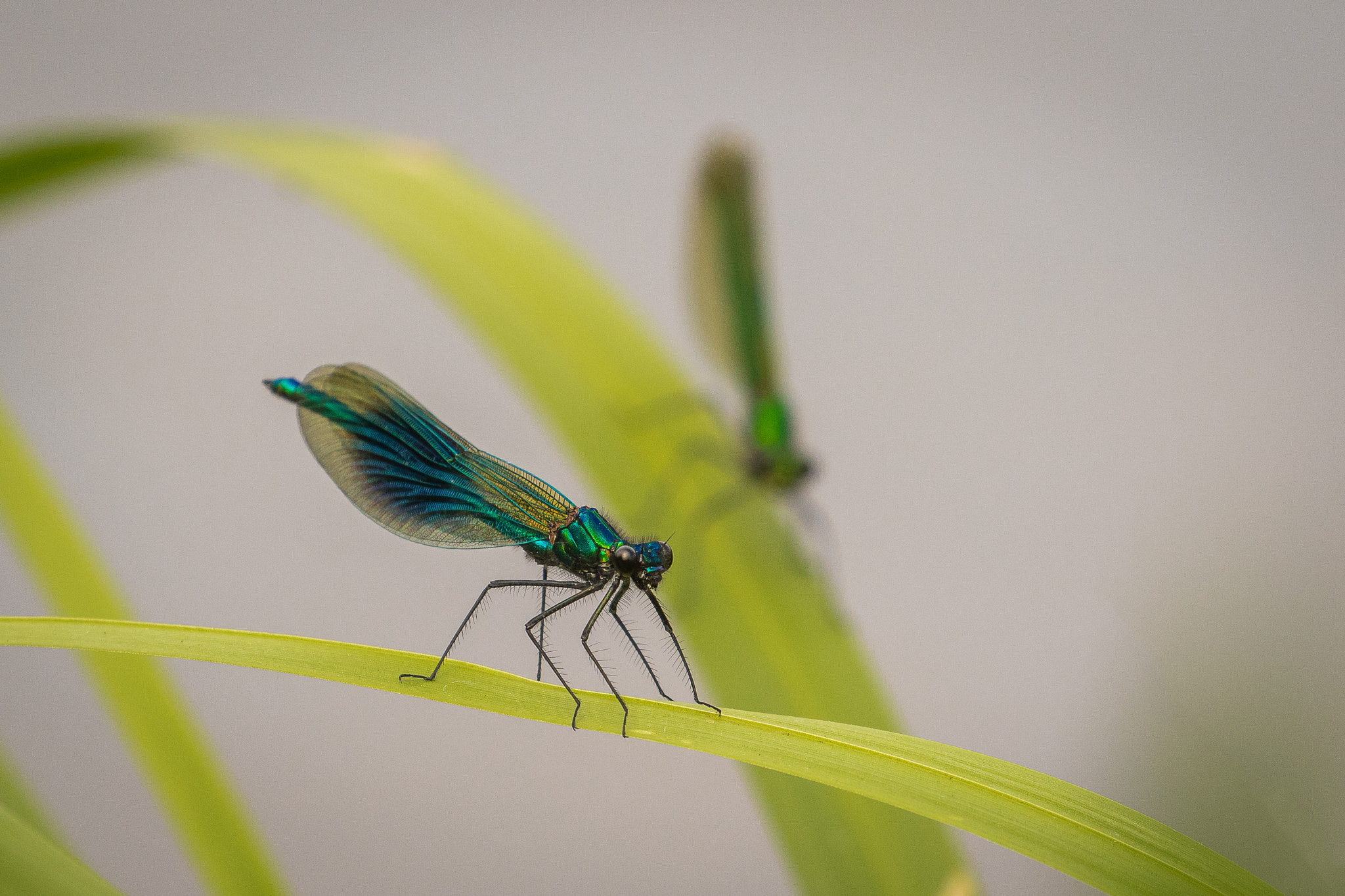 Canon EOS 7D Mark II + Canon EF 100-400mm F4.5-5.6L IS II USM sample photo. Calopteryx splendens, male and female photography