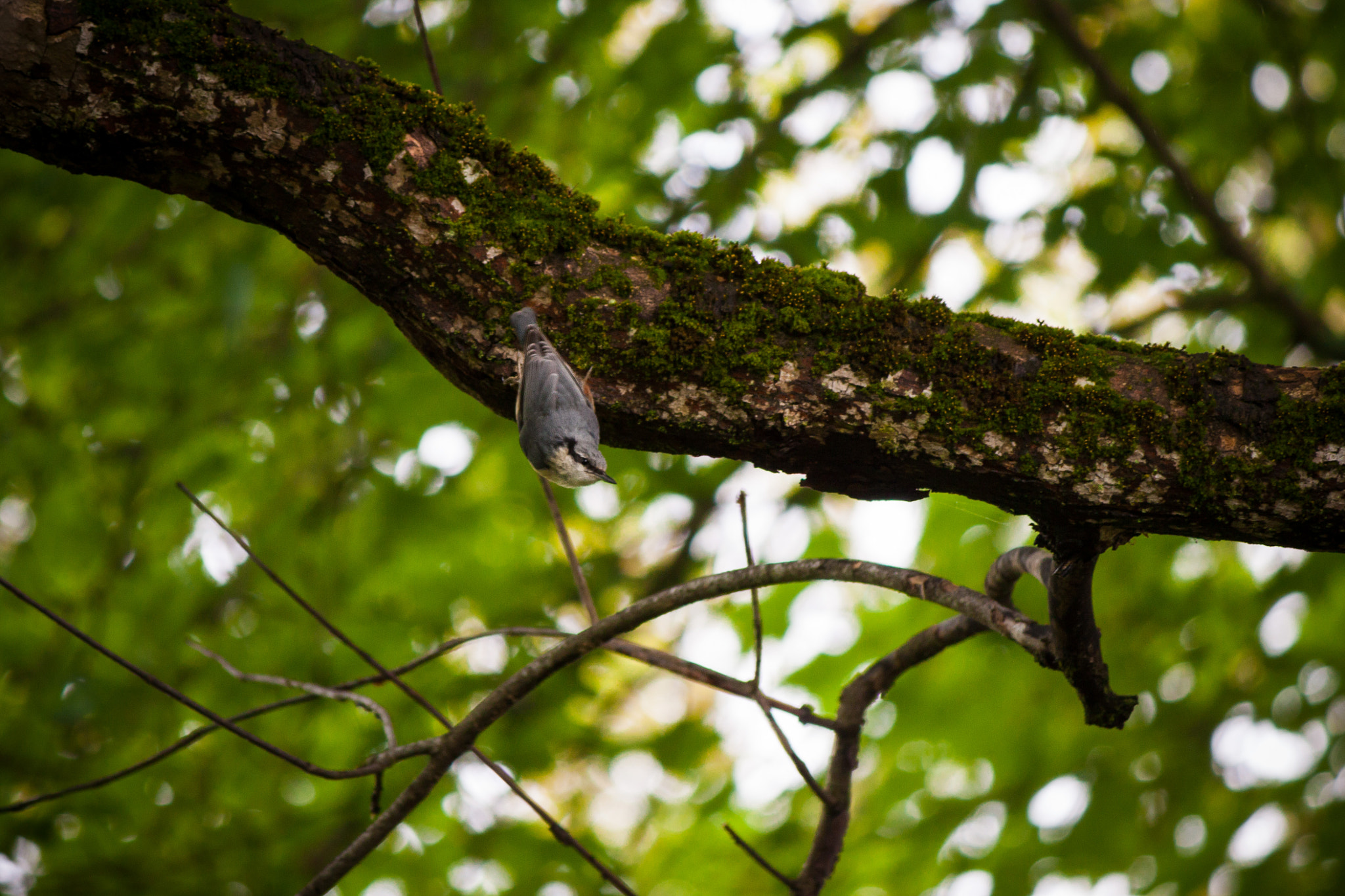 Canon EF-S 55-250mm F4-5.6 IS II sample photo. Upside down bird photography
