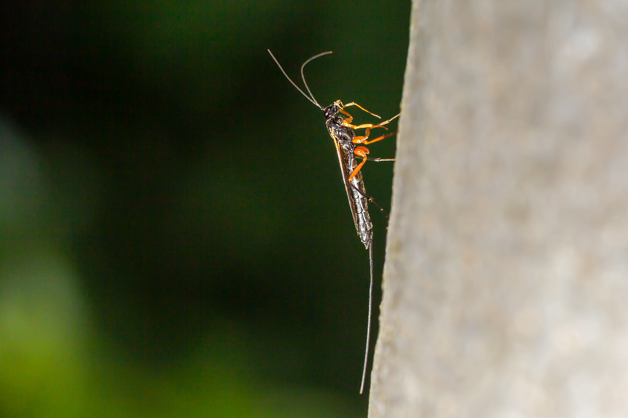 Canon EOS-1D Mark IV sample photo. Holzwespe photography