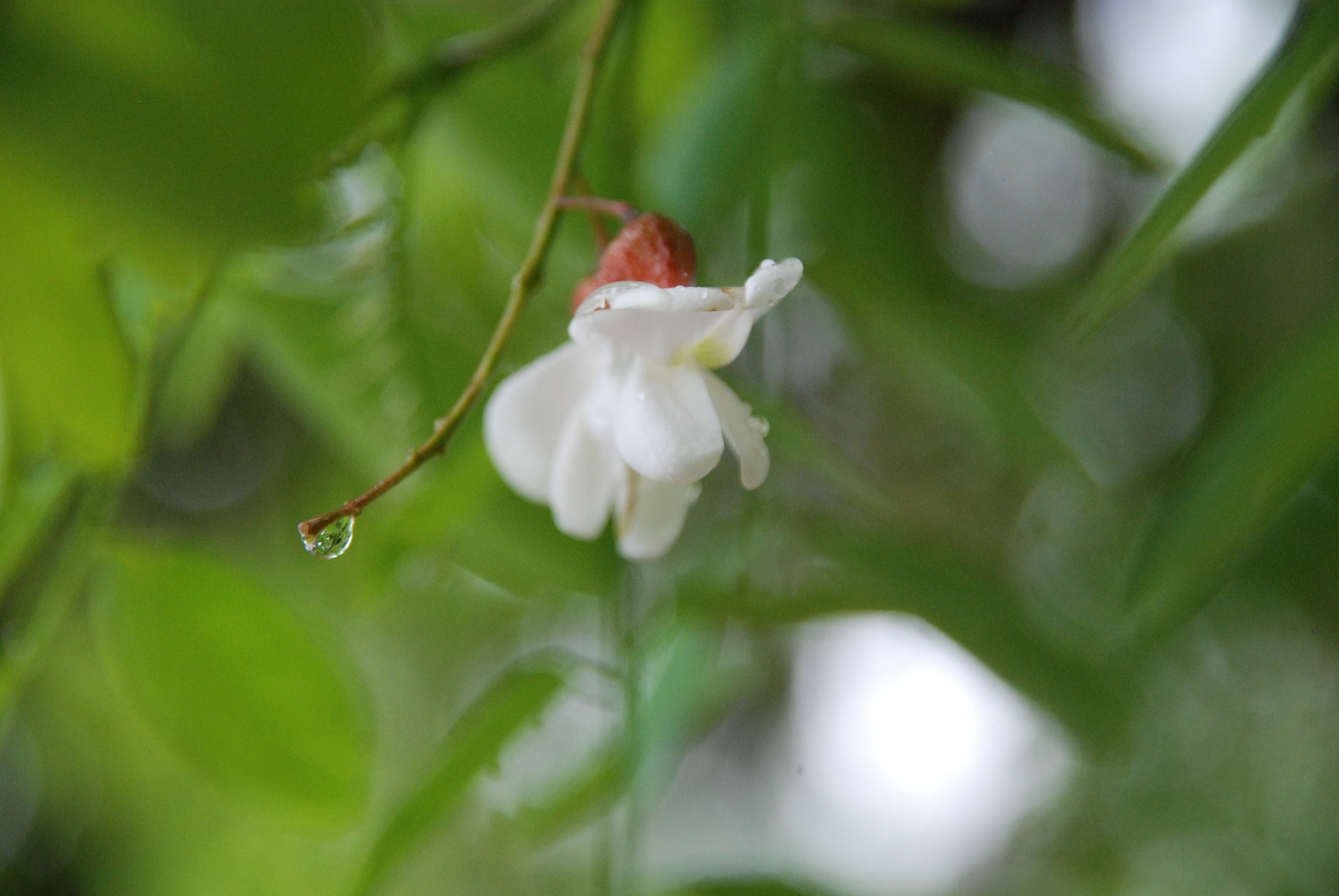 Nikon D80 + Sigma 18-200mm F3.5-6.3 DC sample photo. Rainy day photography