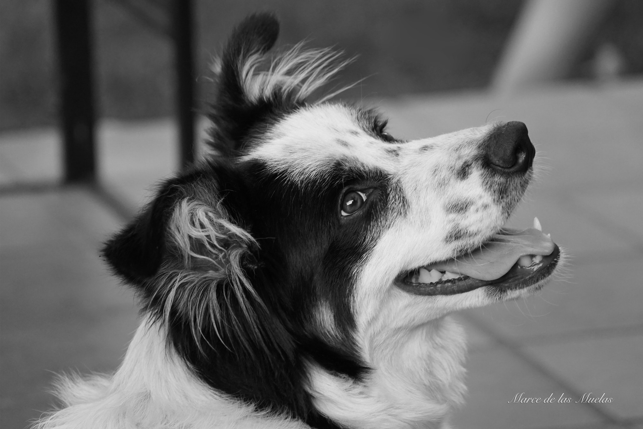 Sony DT 55-200mm F4-5.6 SAM sample photo. Parche... photography