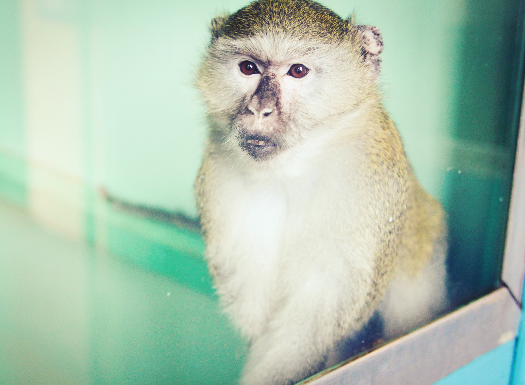 Canon EOS 500D (EOS Rebel T1i / EOS Kiss X3) sample photo. Portrait of a monkey photography