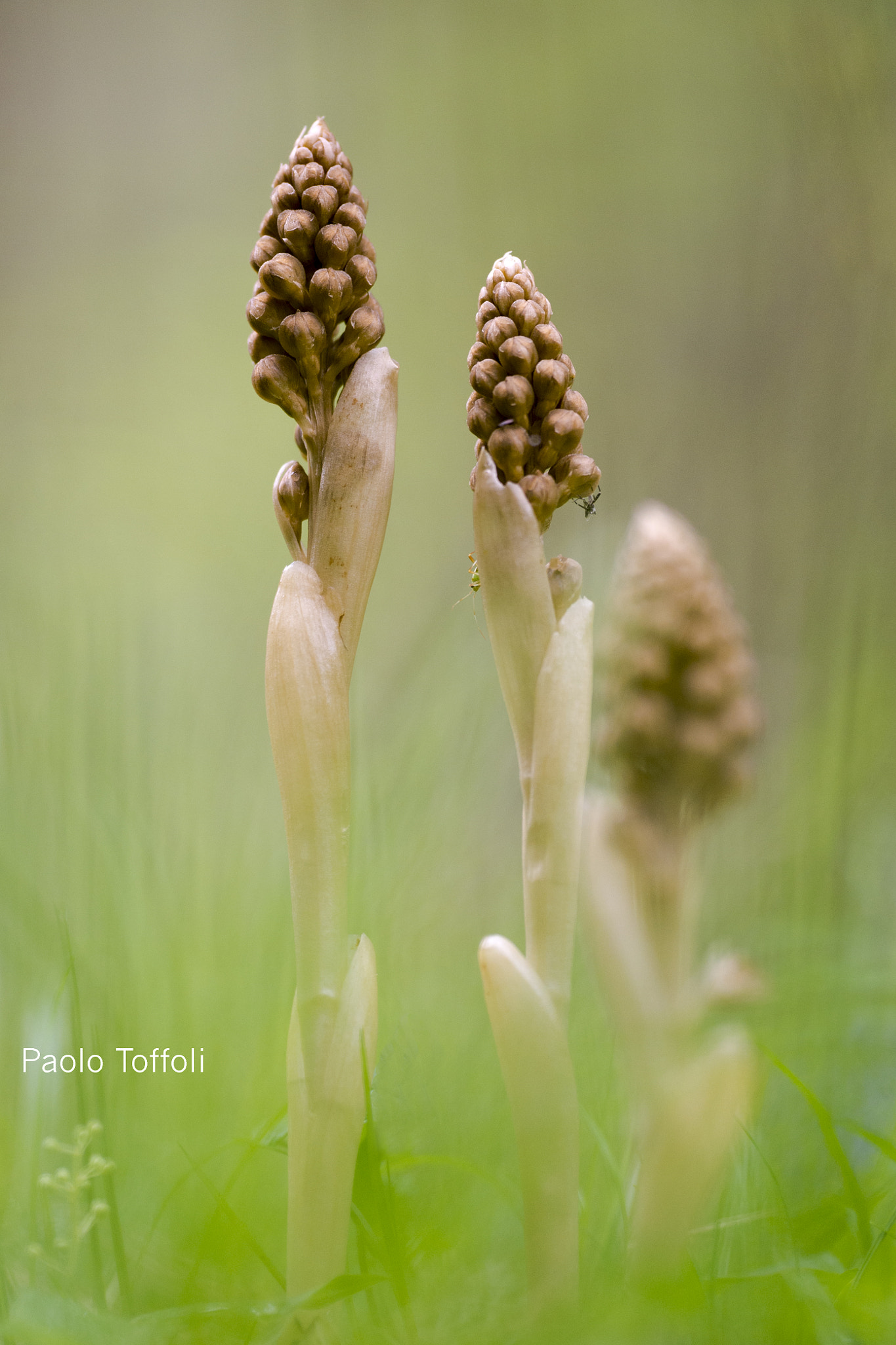 Nikon D4S sample photo. Neottia nidus-avis (nido d'uccello) photography