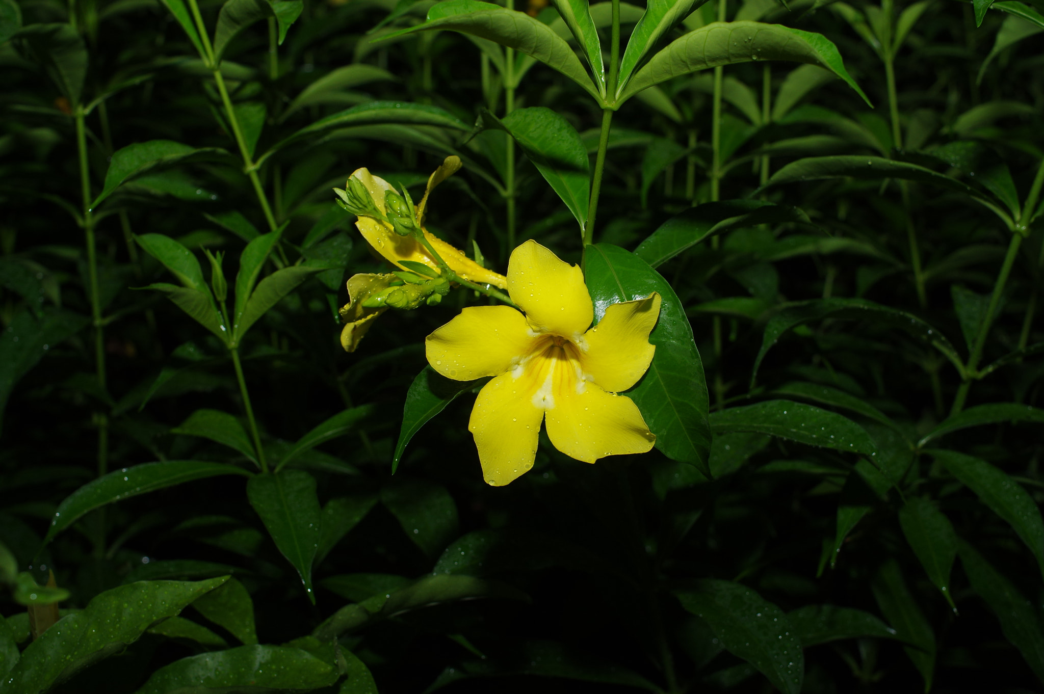 Pentax smc DA 35mm F2.8 Macro Limited sample photo. Windmill photography