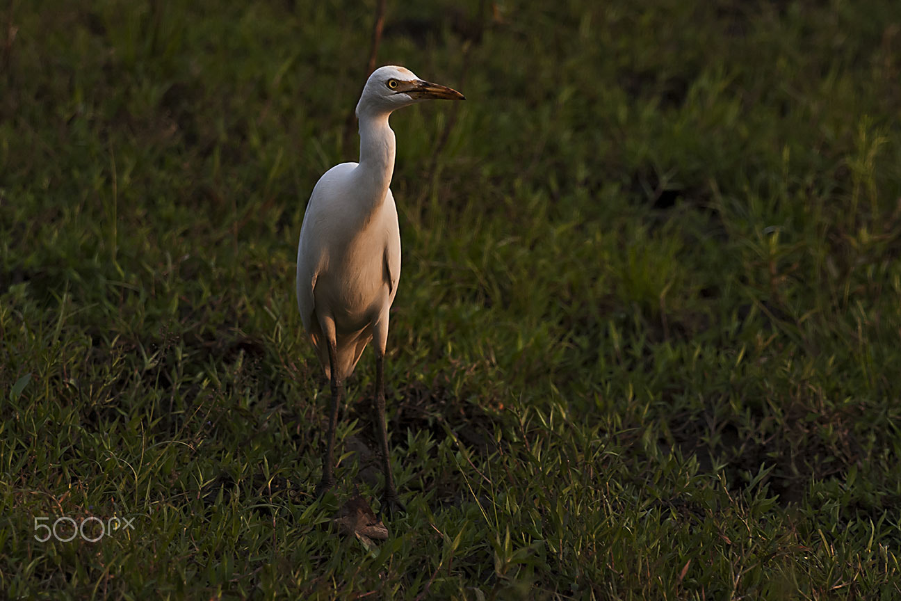 Nikon D80 sample photo. Cattle egret photography