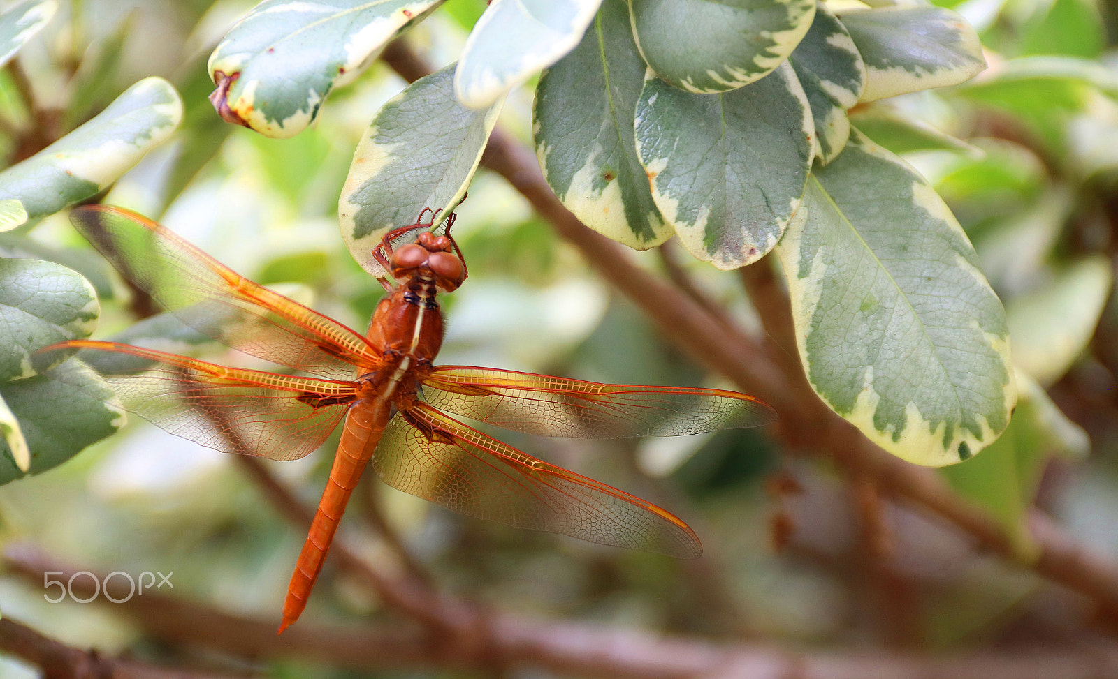 Canon EOS 750D (EOS Rebel T6i / EOS Kiss X8i) sample photo. Dragonfly 9362 photography