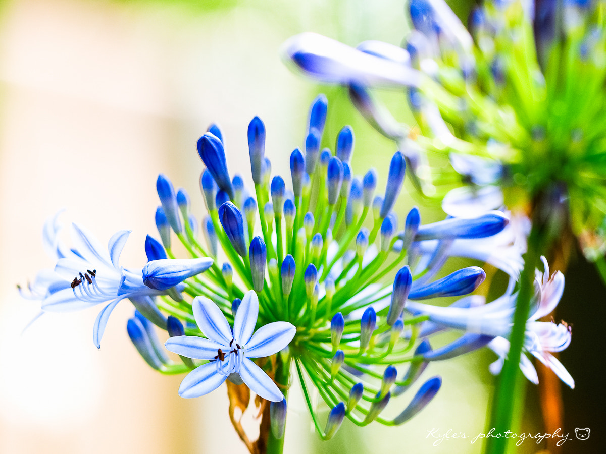 Olympus OM-D E-M1 + Sigma 150mm F2.8 EX DG Macro HSM sample photo. Agapanthus photography