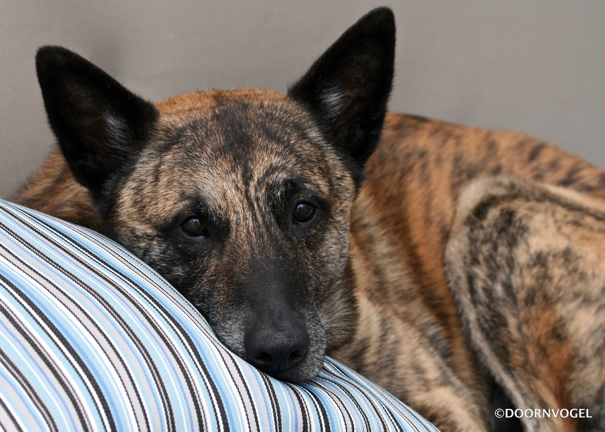 Canon EF 70-300mm F4-5.6 IS USM sample photo. Relaxing wiebe photography