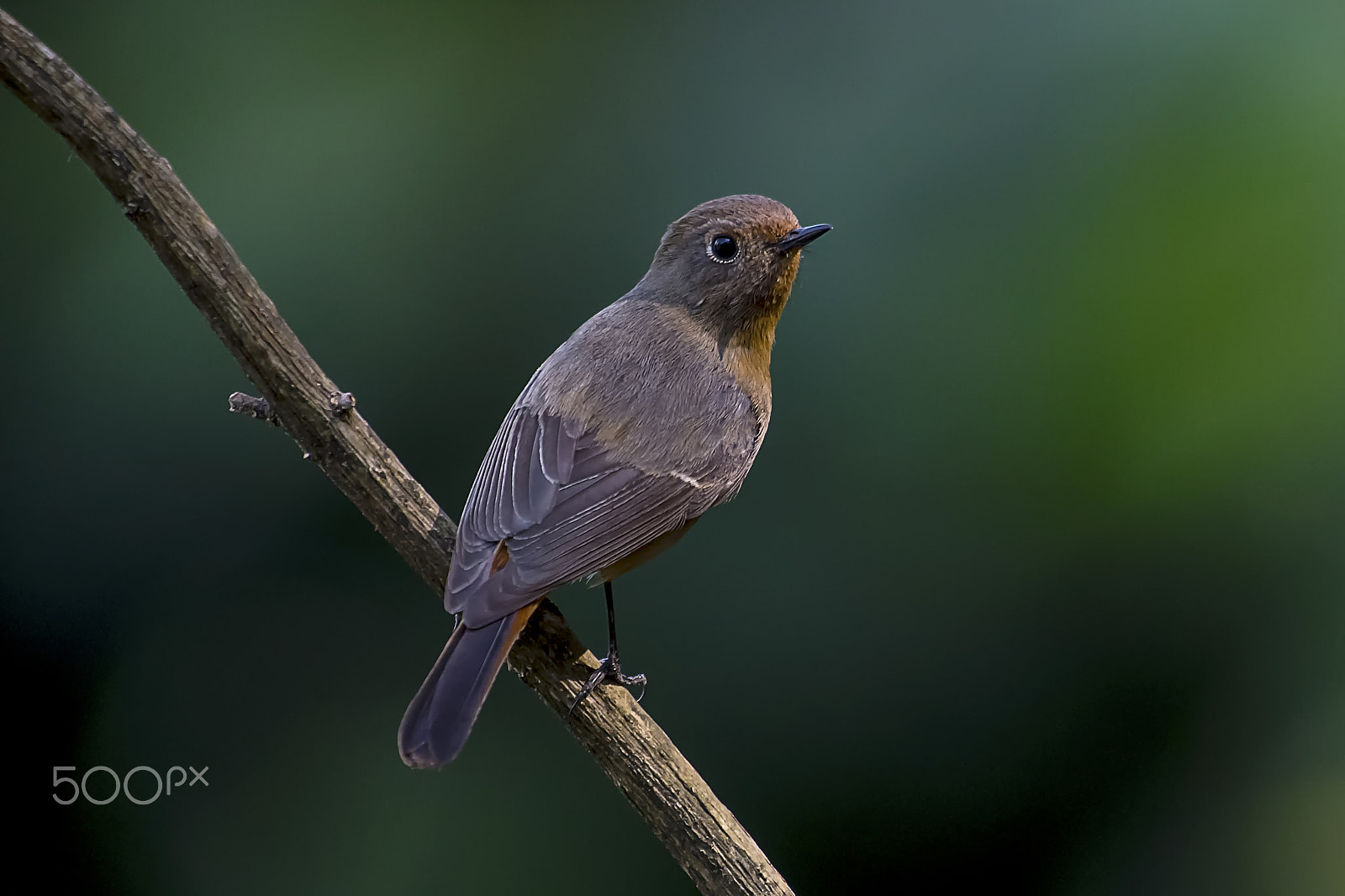 Nikon AF-S Nikkor 400mm F2.8G ED VR II sample photo. Durian redstart photography