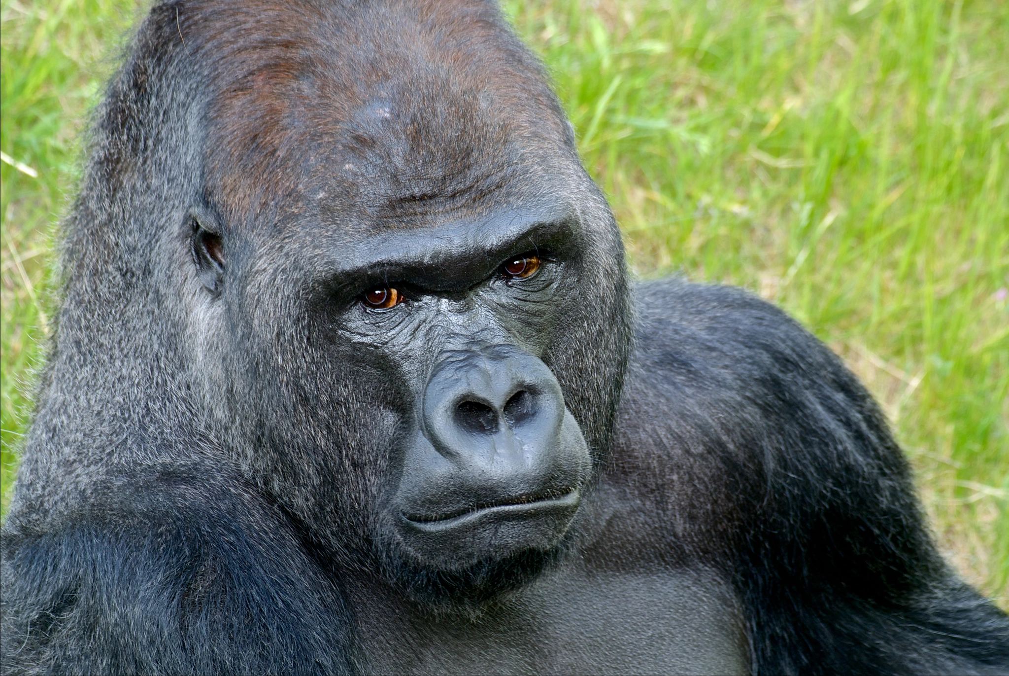 Nikon 1 V1 sample photo. Gorilla ivo photography