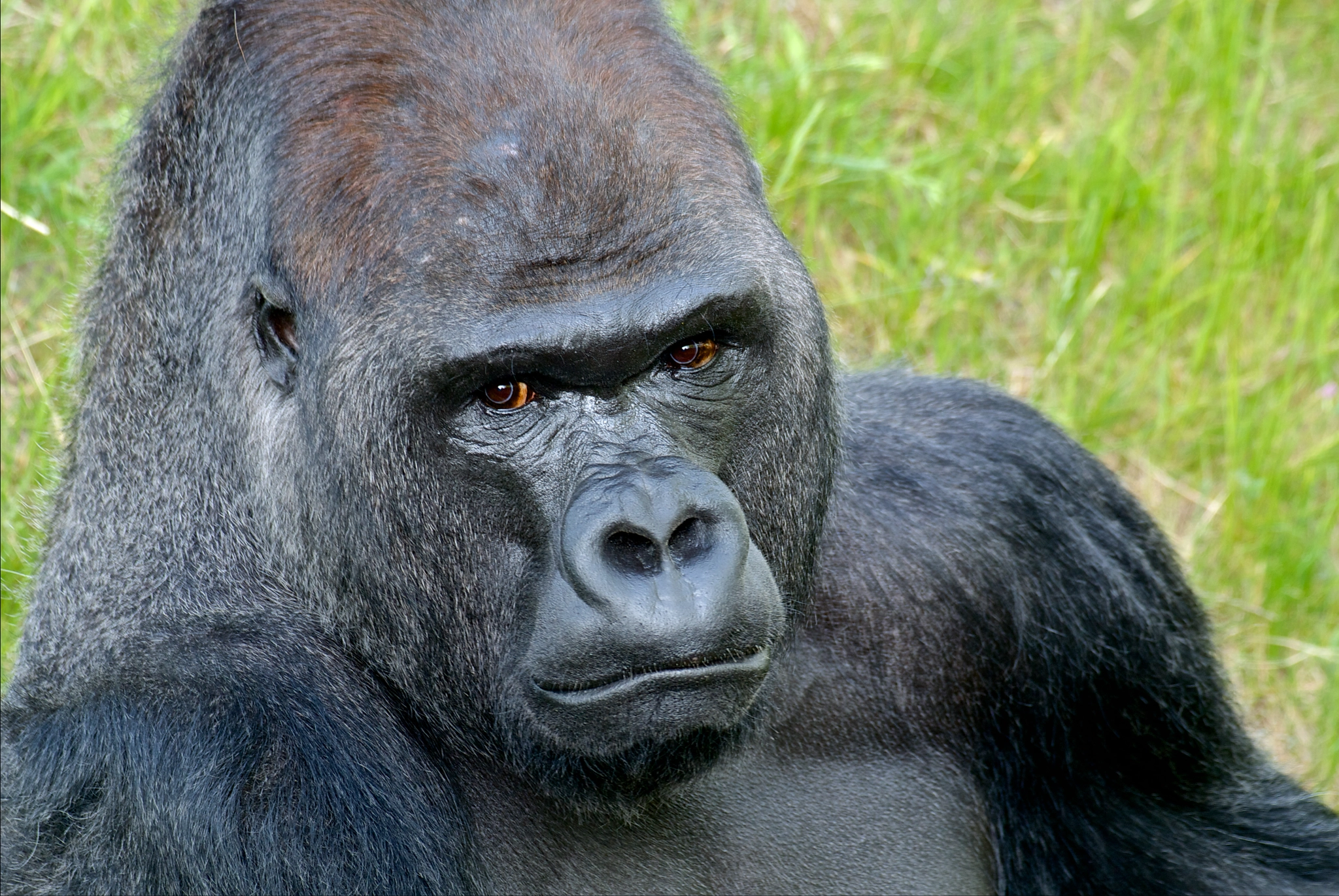 Nikon 1 Nikkor VR 70-300mm F4.5-5.6 sample photo. Gorilla ivo photography