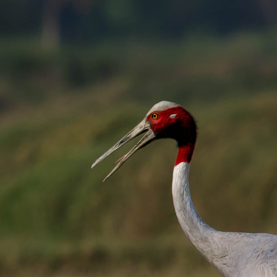 Nikon Nikkor AF-S 300mm F4E PF ED VR sample photo. Sarus crane, portrait photography