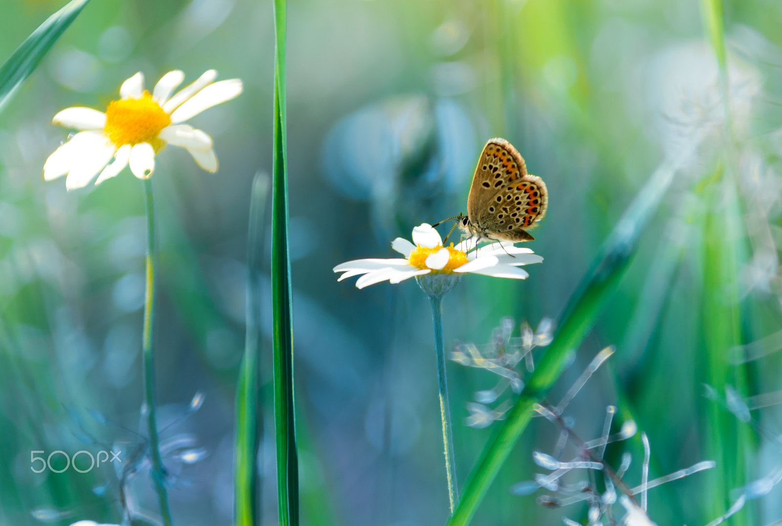 Canon EF 28-300mm F3.5-5.6L IS USM sample photo. Paradise photography