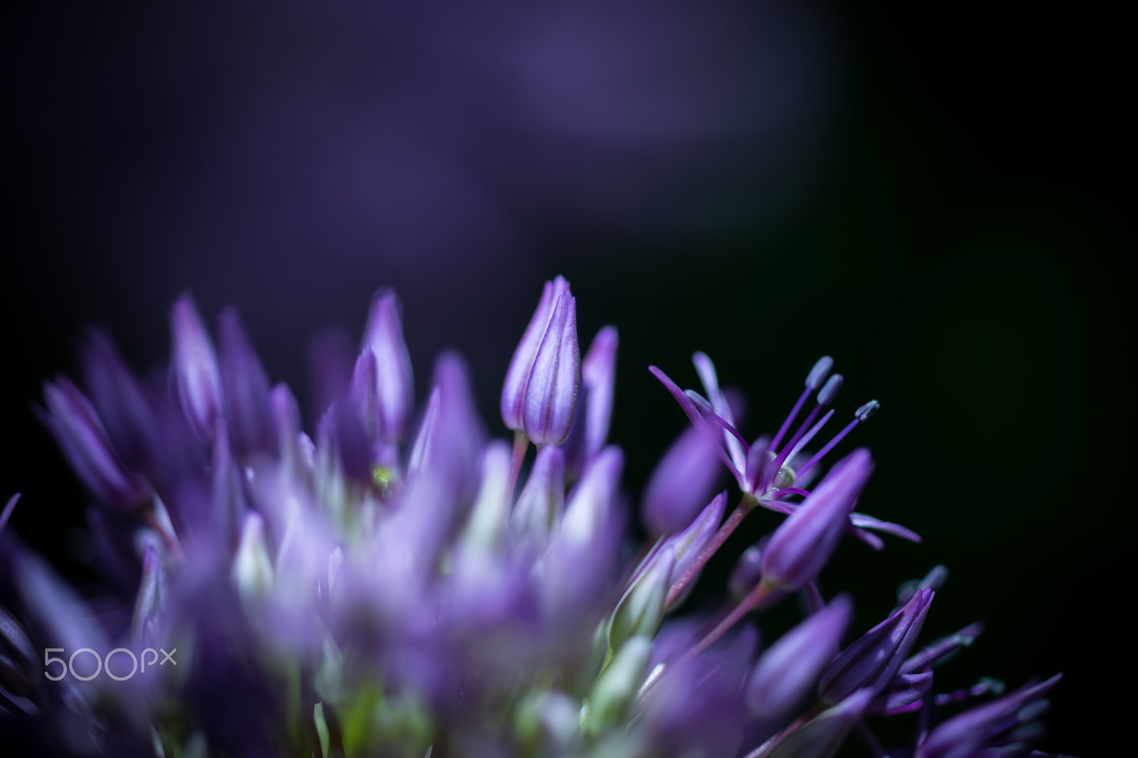 Sony a99 II + Sony 100mm F2.8 Macro sample photo. Open photography