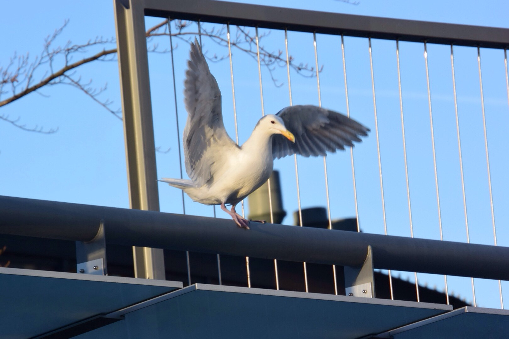 Nikon 1 J4 sample photo. Seattle also photography