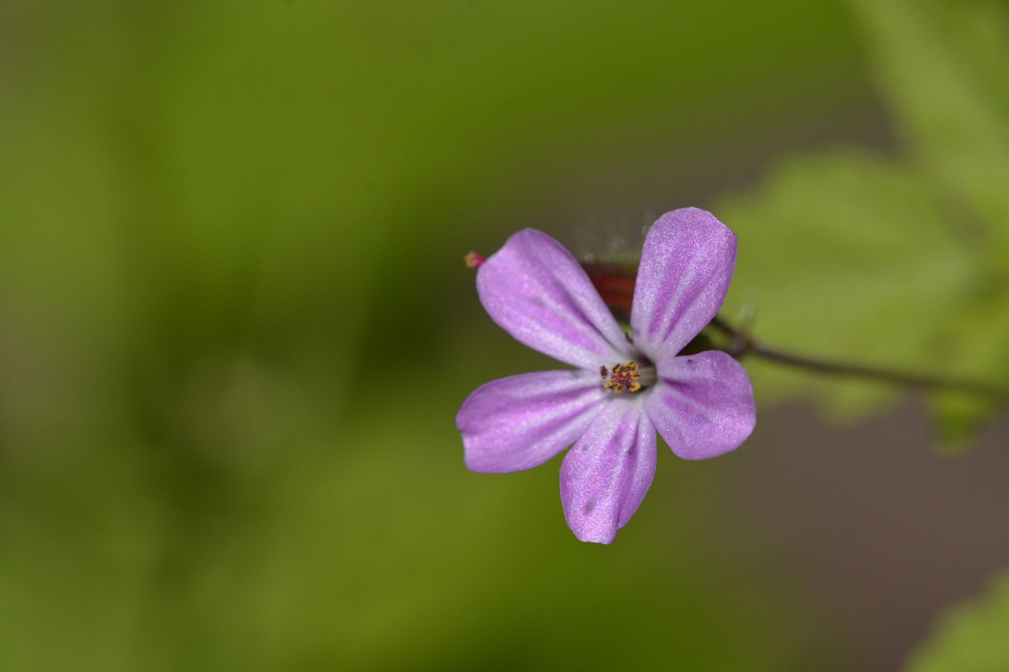 Sigma 150mm F2.8 EX DG OS Macro HSM sample photo. _dsc9389.jpg photography
