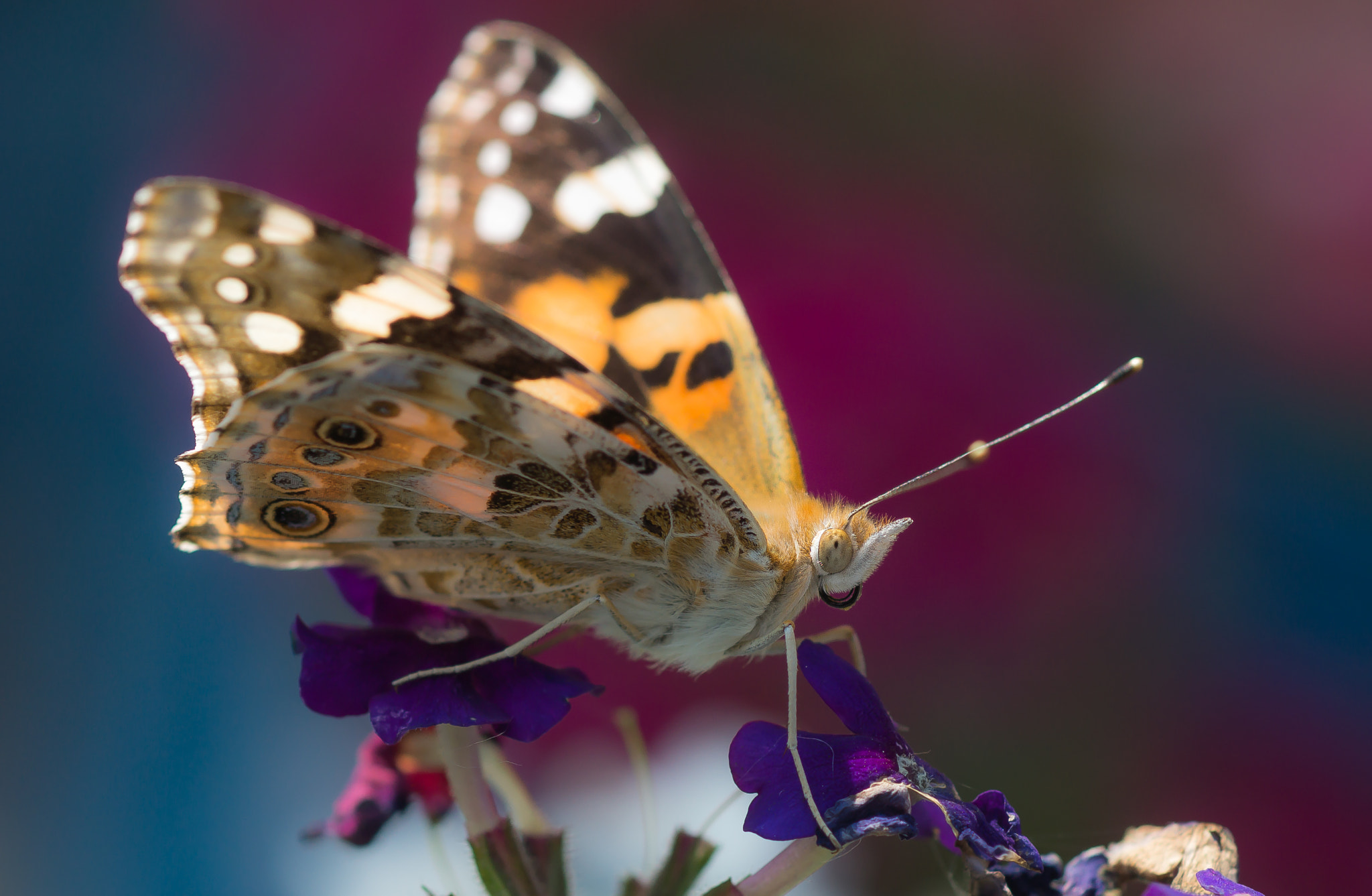 Sony SLT-A77 + Sony 100mm F2.8 Macro sample photo. Butterfly photography