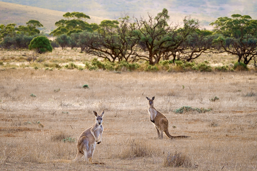 Fujifilm XF 100-400mm F4.5-5.6 R LM OIS WR sample photo. Gawler ranges evening drive photography