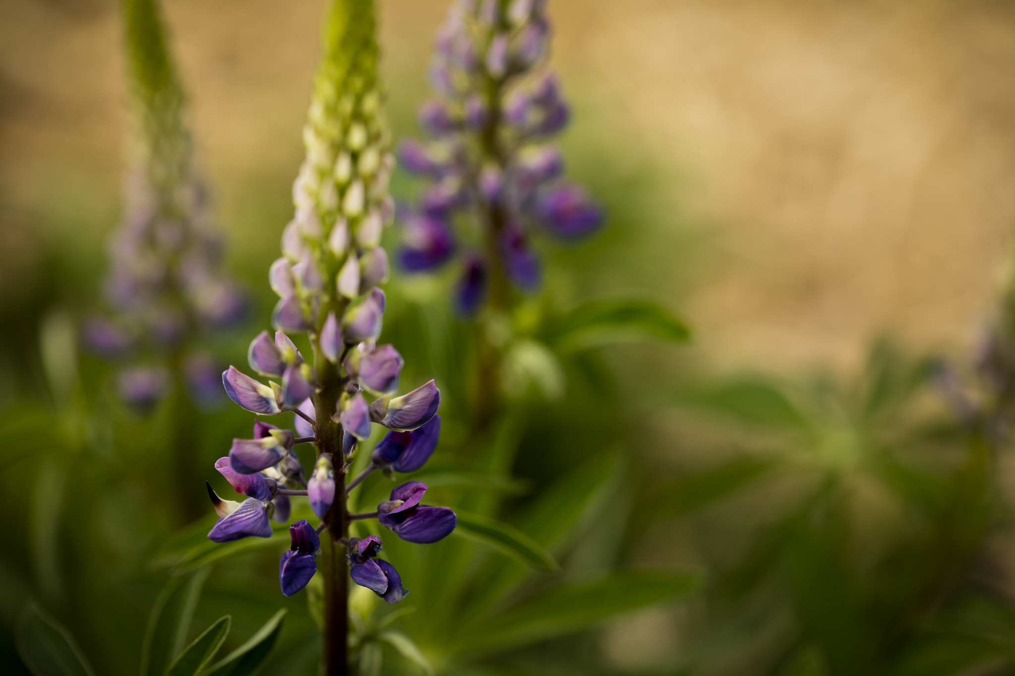 Sigma 105mm F2.8 EX DG OS HSM sample photo. Lupins everywhere photography