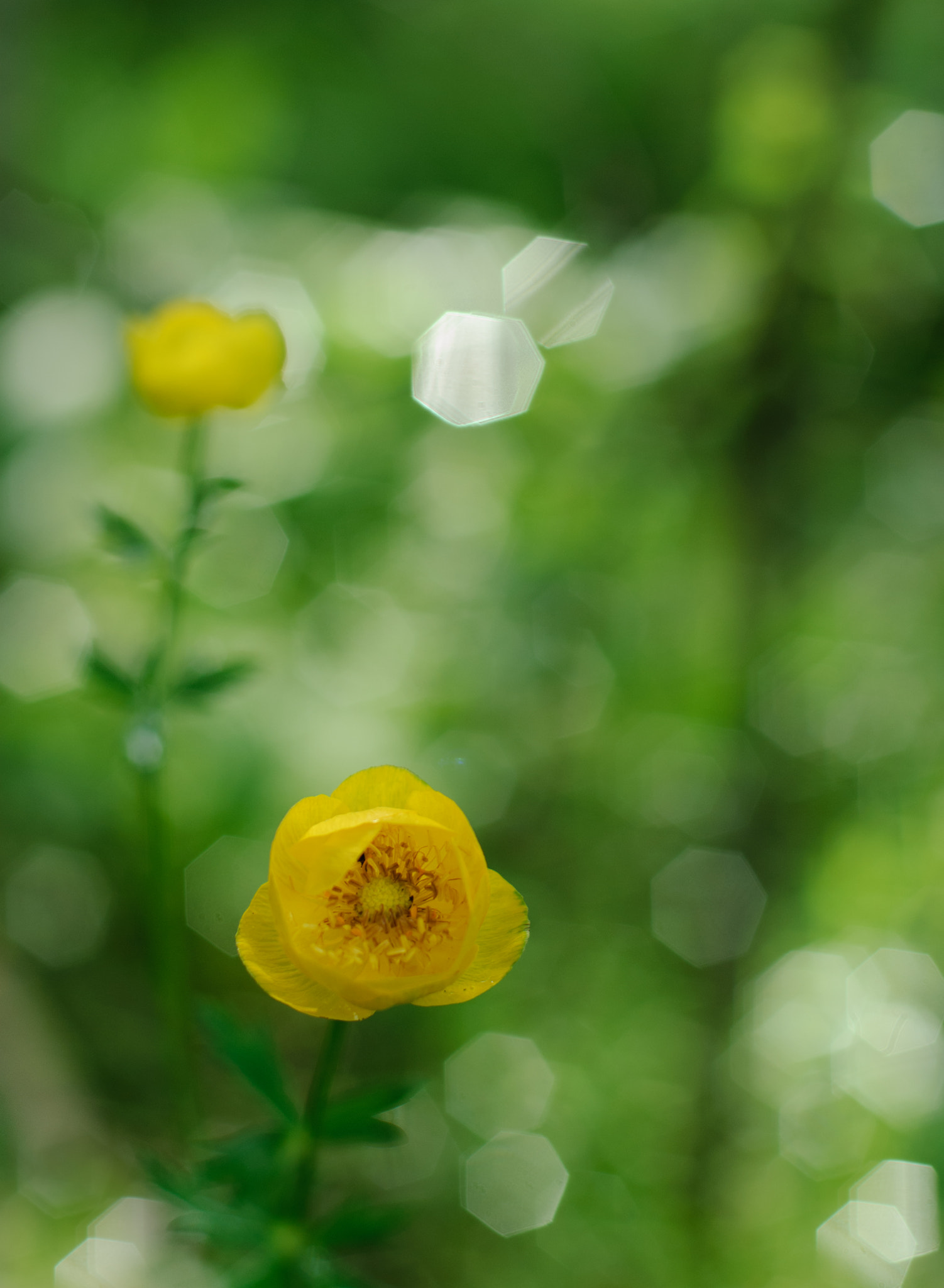 Nikon D200 + Nikon AF Nikkor 50mm F1.4D sample photo. Купальница photography