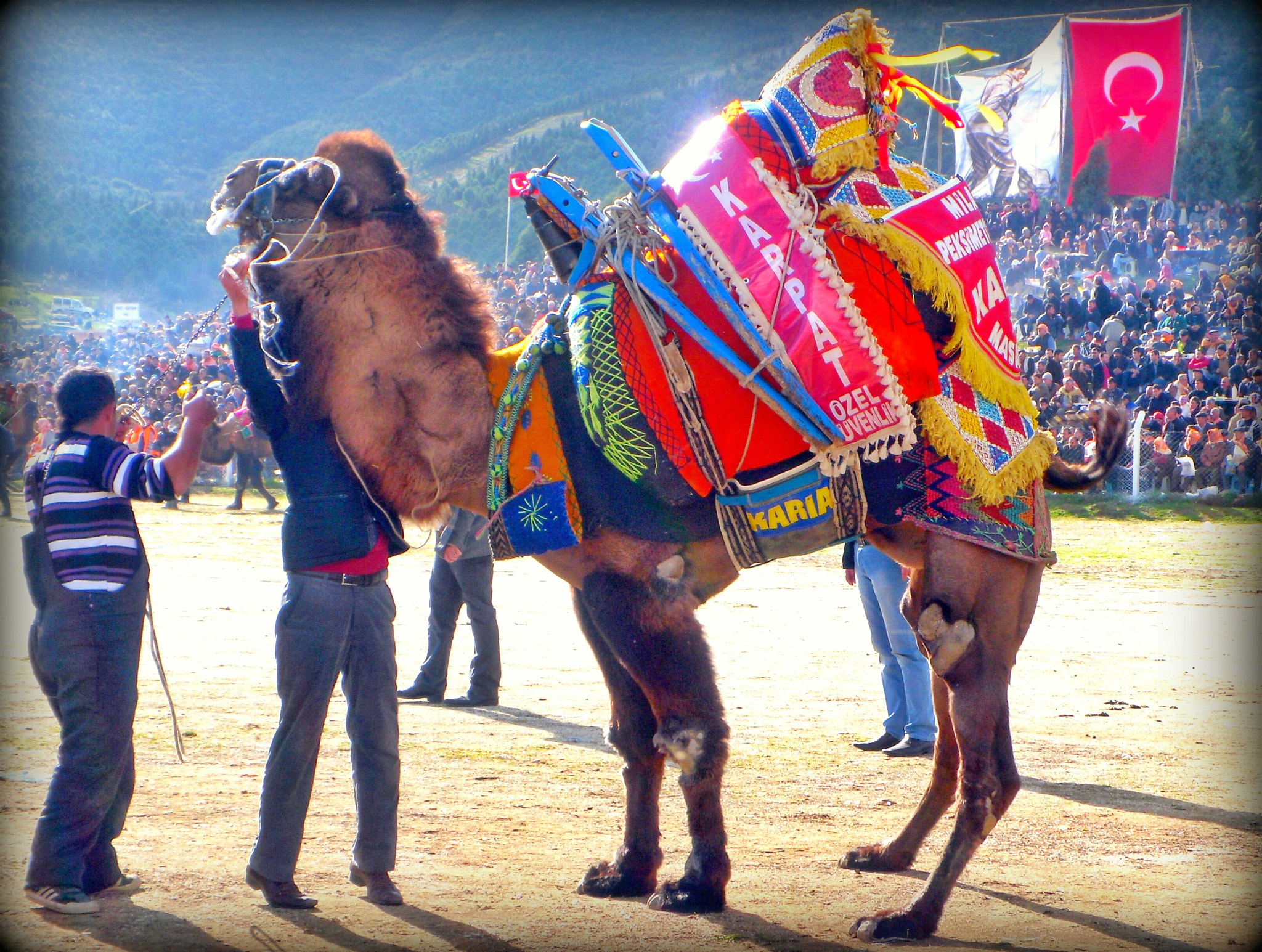 Samsung PL80/VLUU PL80/ SL630/ PL81 sample photo. Camel wrestling.  photography